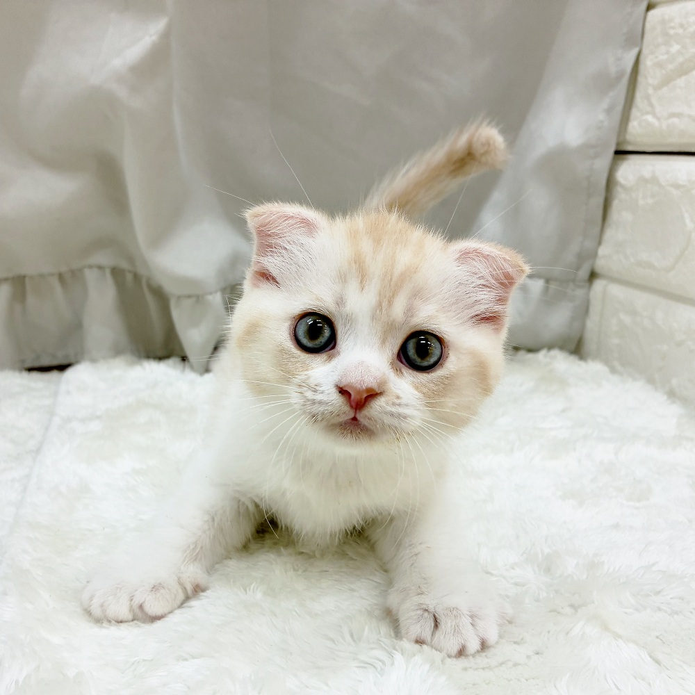 愛知県のスコティッシュフォールド (犬の家＆猫の里アミーゴ神の倉店/2025年6月14日生まれ/男の子/クリームタビーホワイト)の子猫の1枚目の画像