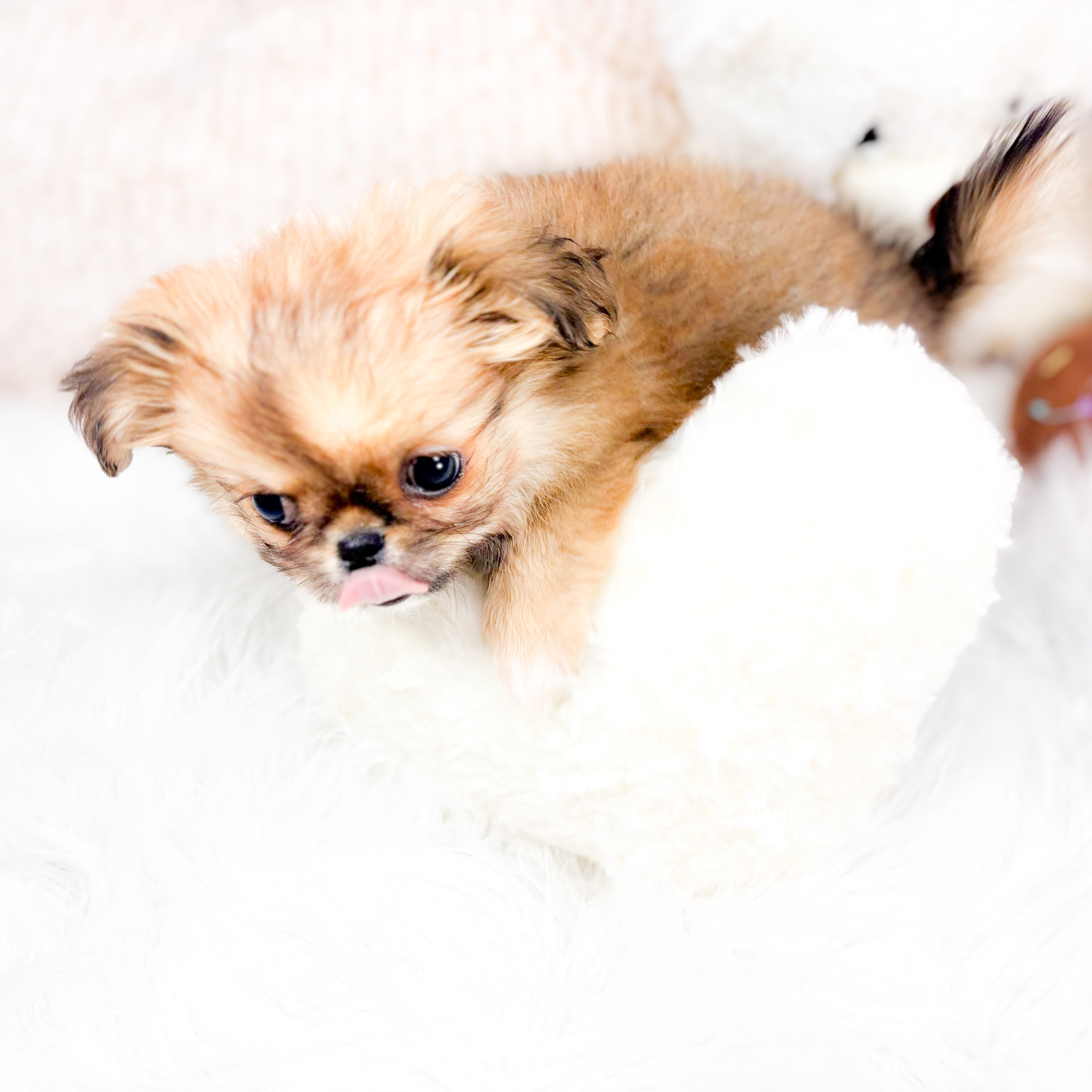 神奈川県のチワペキ/ペキチー/ペキチワ(チワワ×ペキニーズ) (犬の家＆猫の里元住吉ブレーメン通り店/2025年10月31日生まれ/男の子/フォーン)の子犬の2枚目の画像