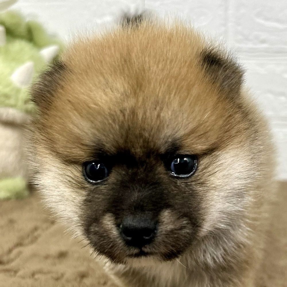 ハーフ犬男の子の写真