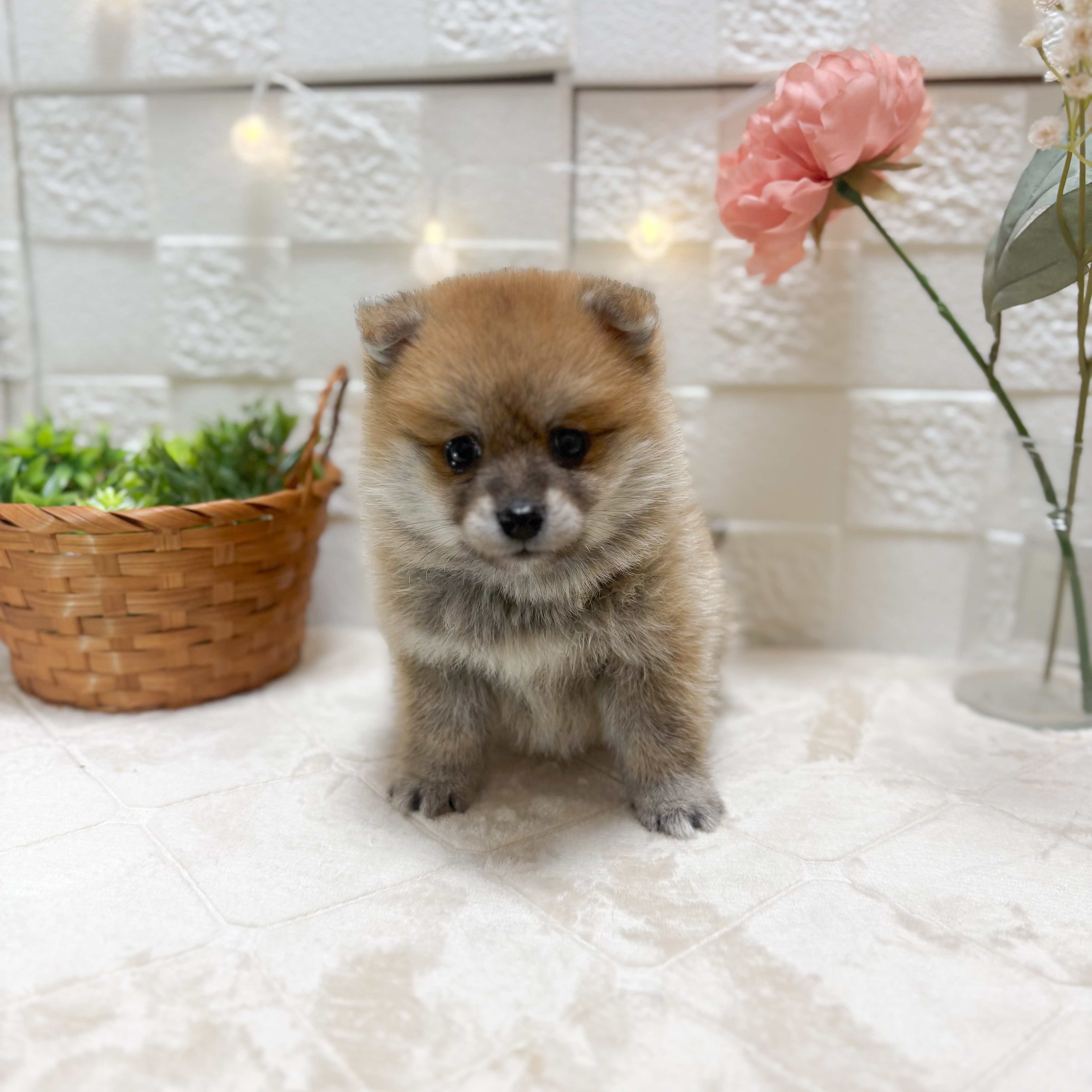 東京都のポメ柴/豆ポメ/ポメ豆柴(ポメラニアン×柴犬) (犬の家＆猫の里ペットフォレスト小平店/2026年2月10日生まれ/男の子/赤)の子犬の2枚目の画像