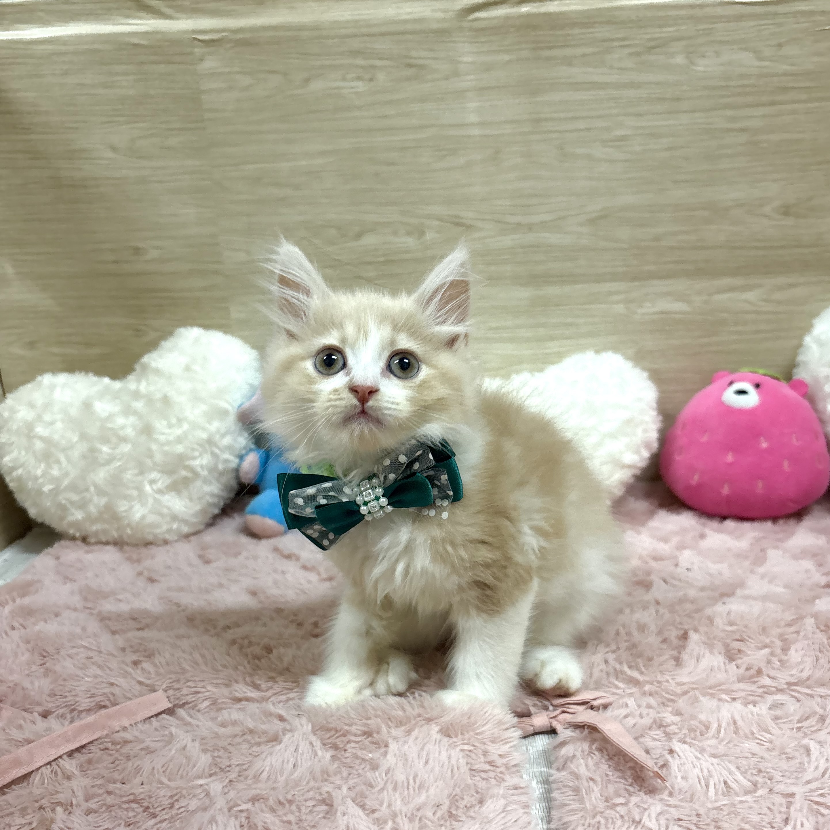 大阪府のスコティッシュフォールド (犬の家＆猫の里そよら東岸和田店/2025年5月29日生まれ/男の子/クリームホワイト)の子猫の2枚目の画像