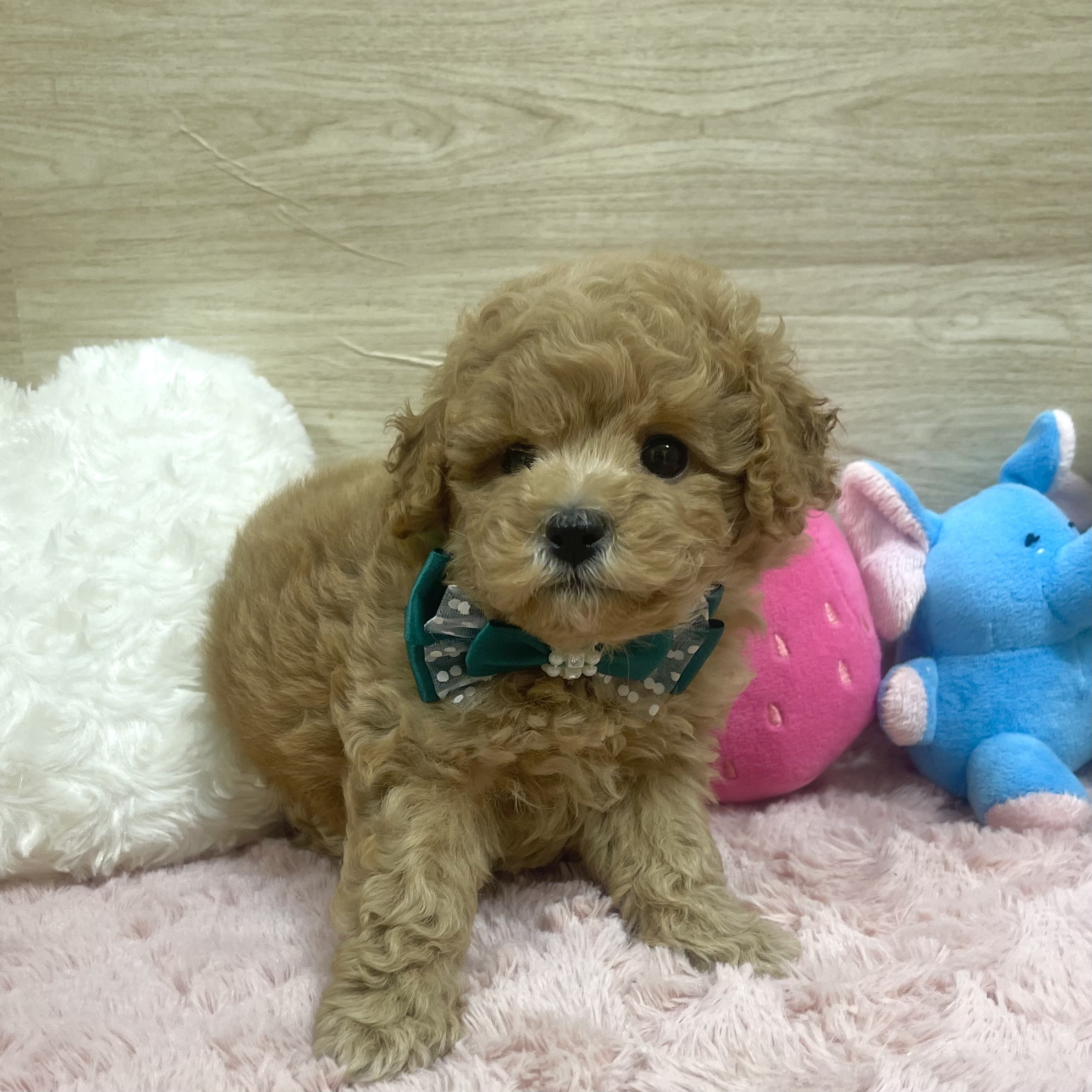 大阪府のトイプードル(トイ) (犬の家＆猫の里そよら東岸和田店/2025年6月21日生まれ/男の子/アプリコット)の子犬の2枚目の画像