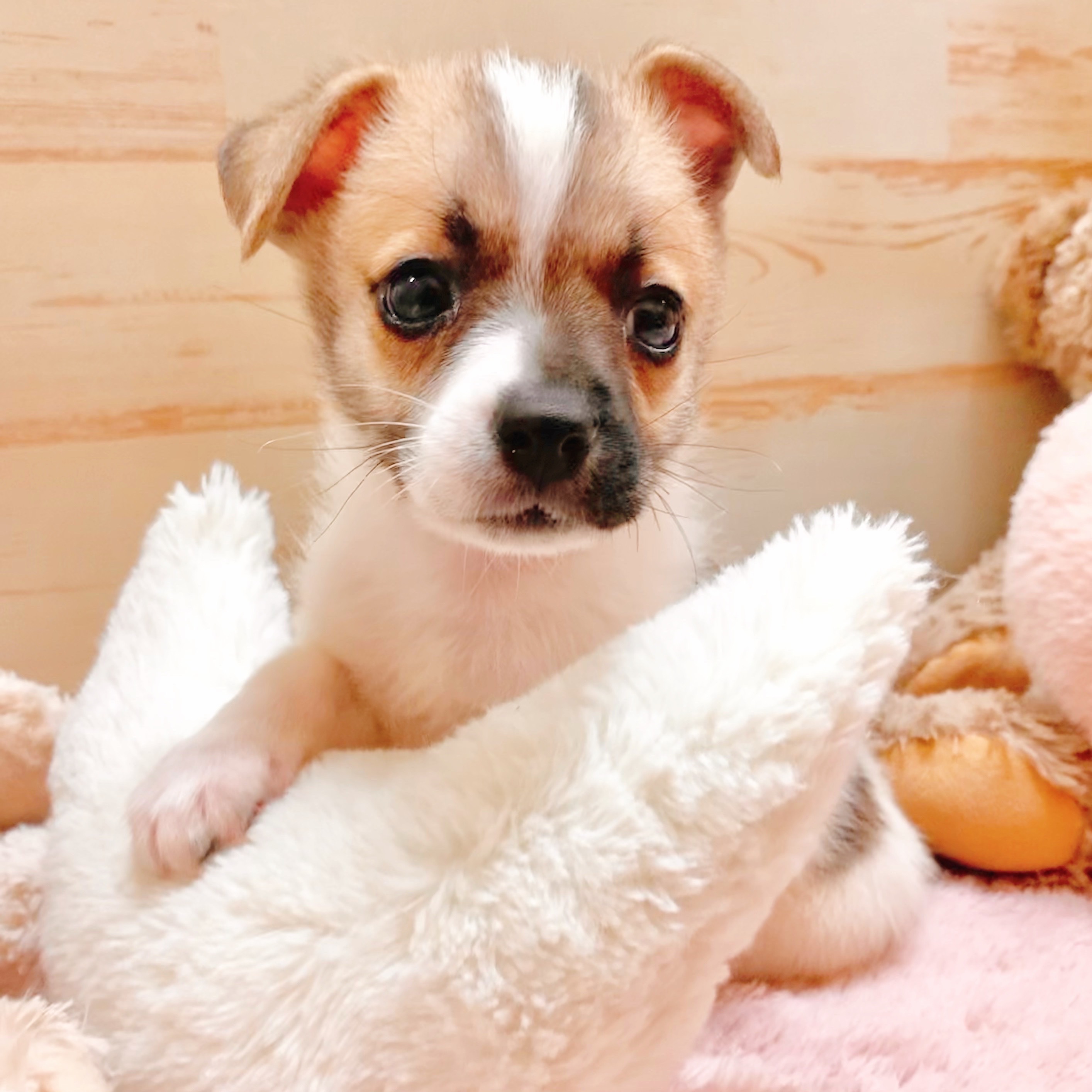 兵庫県のハーフ犬・ミックス犬 (犬の家＆猫の里神戸店/2025年8月8日生まれ/男の子/パーティーカラー)の子犬の2枚目の画像