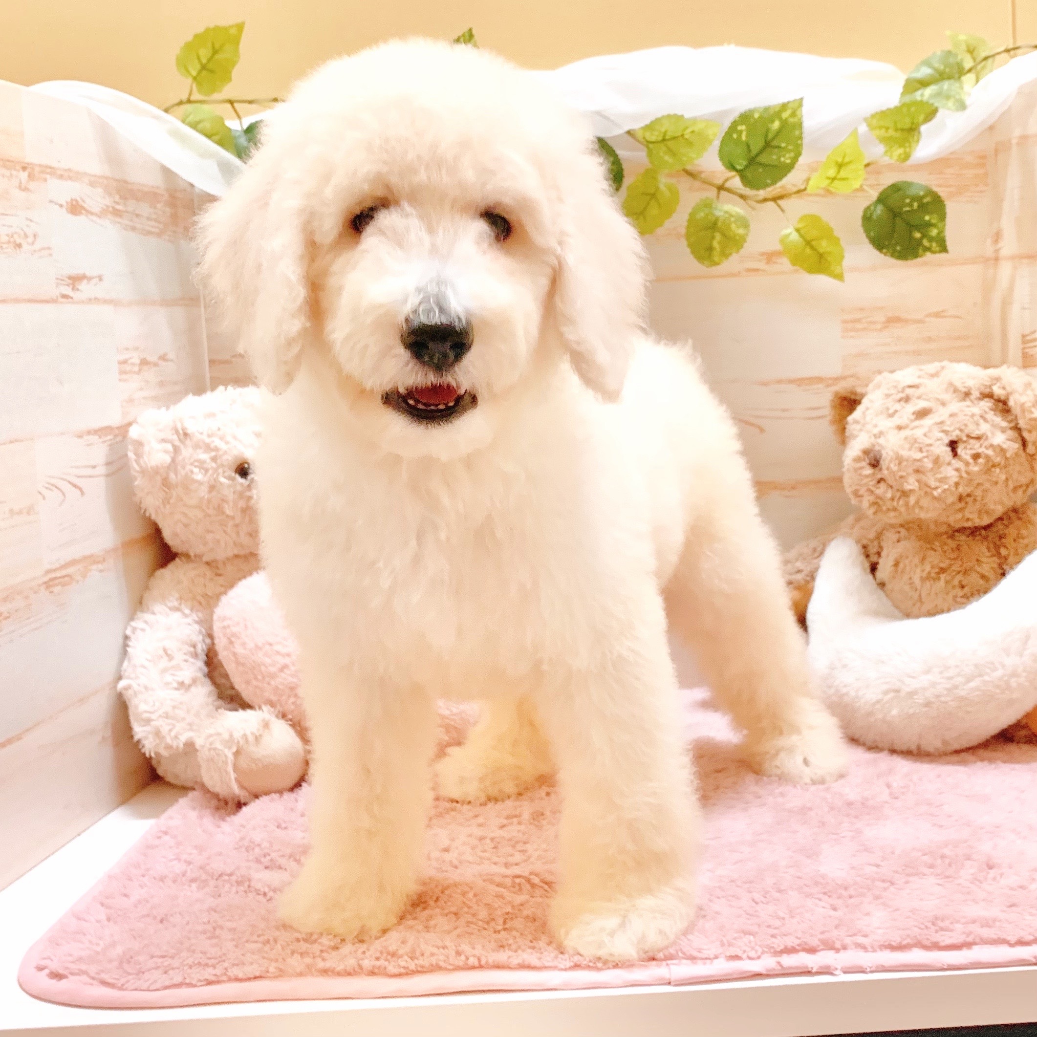 兵庫県のスタンダードプードル (犬の家＆猫の里神戸店/2025年8月8日生まれ/男の子/ホワイト)の子犬の1枚目の画像