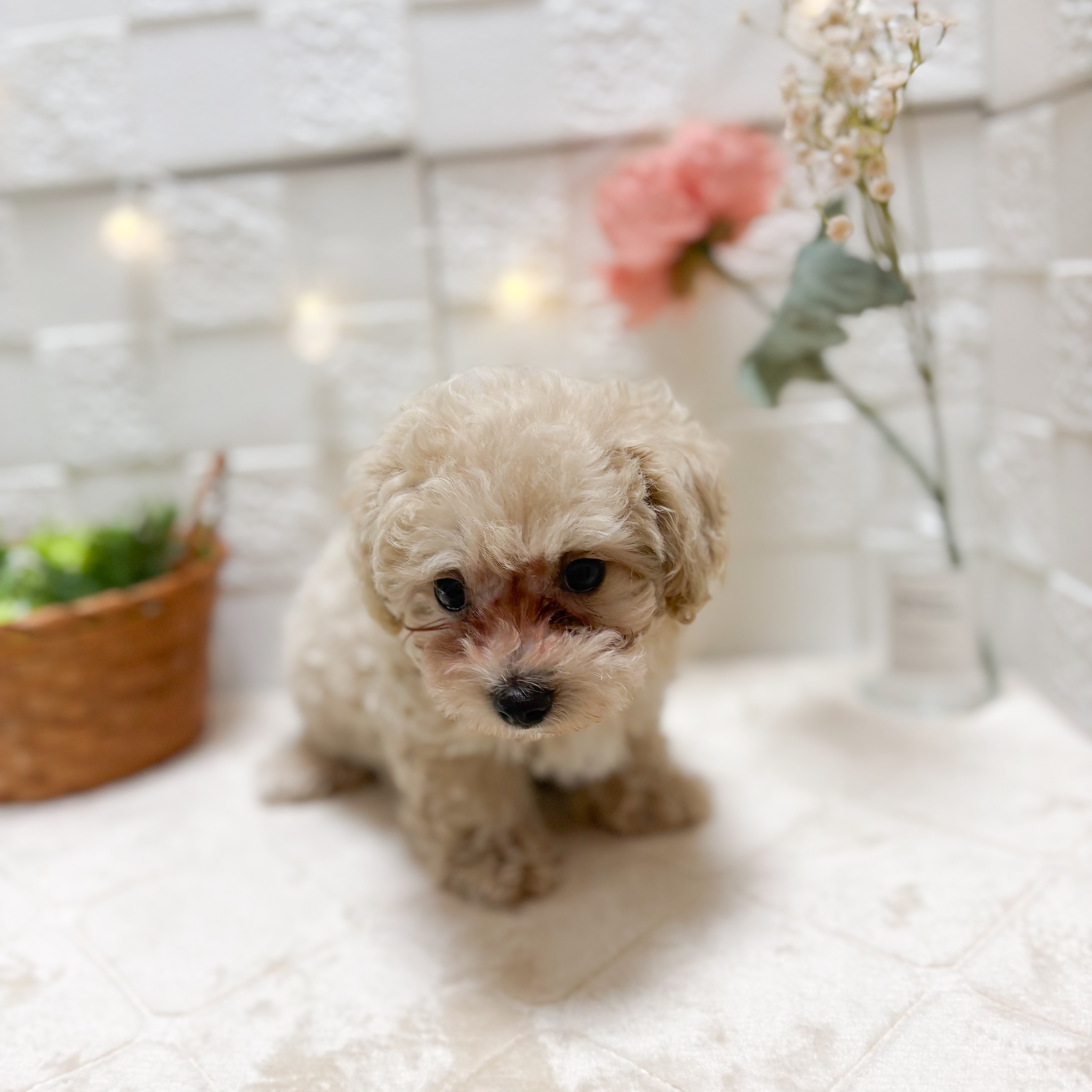 東京都のマルプー(マルチーズ×プードル) (犬の家＆猫の里ペットフォレスト小平店/2026年2月8日生まれ/男の子/クリーム)の子犬の2枚目の画像