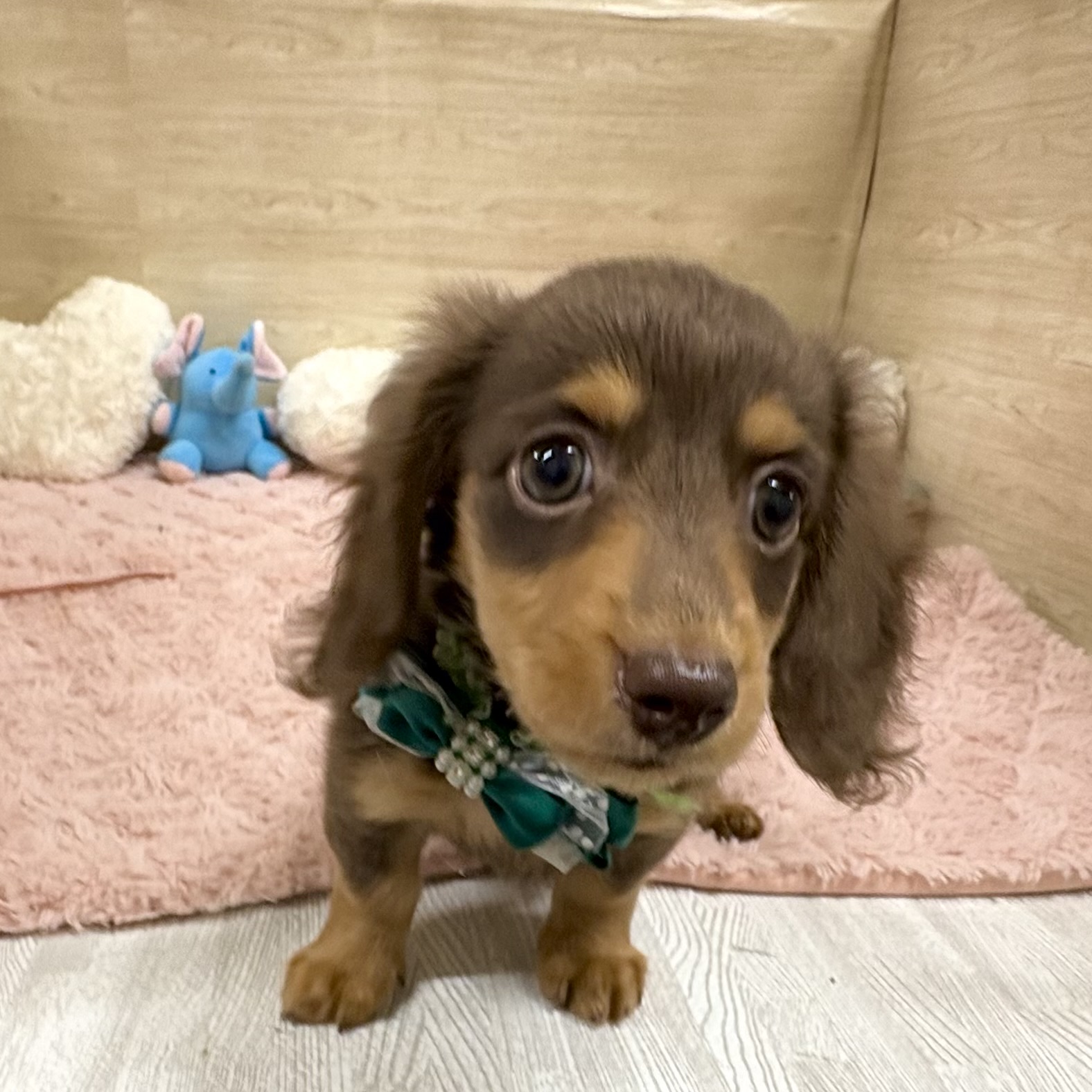 大阪府のミニチュアダックスフンド(ロング) (犬の家＆猫の里そよら東岸和田店/2025年5月30日生まれ/男の子/チョコレートタン)の子犬の2枚目の画像
