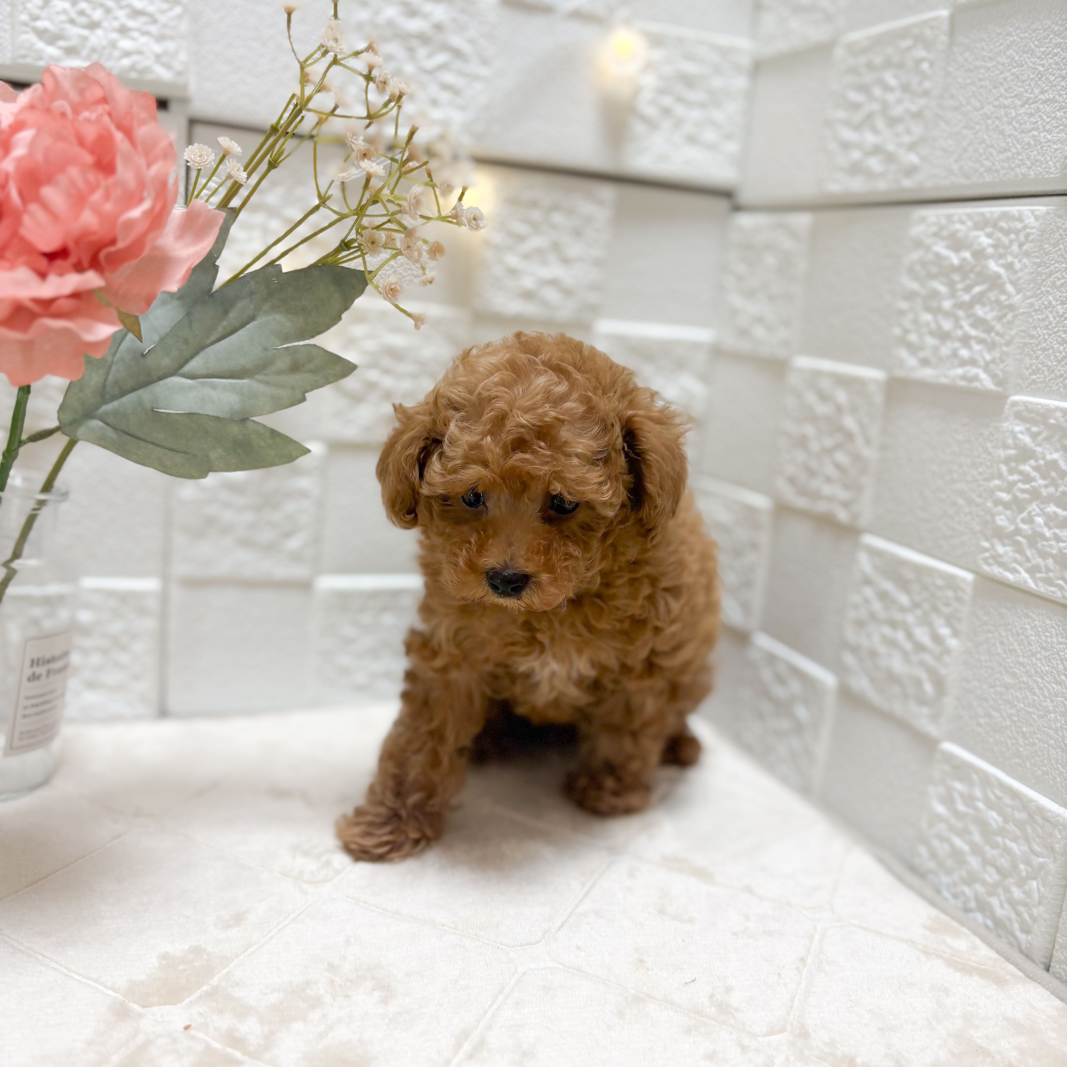 東京都のトイプードル(トイ) (犬の家＆猫の里ペットフォレスト小平店/2026年2月8日生まれ/男の子/レッド)の子犬の2枚目の画像