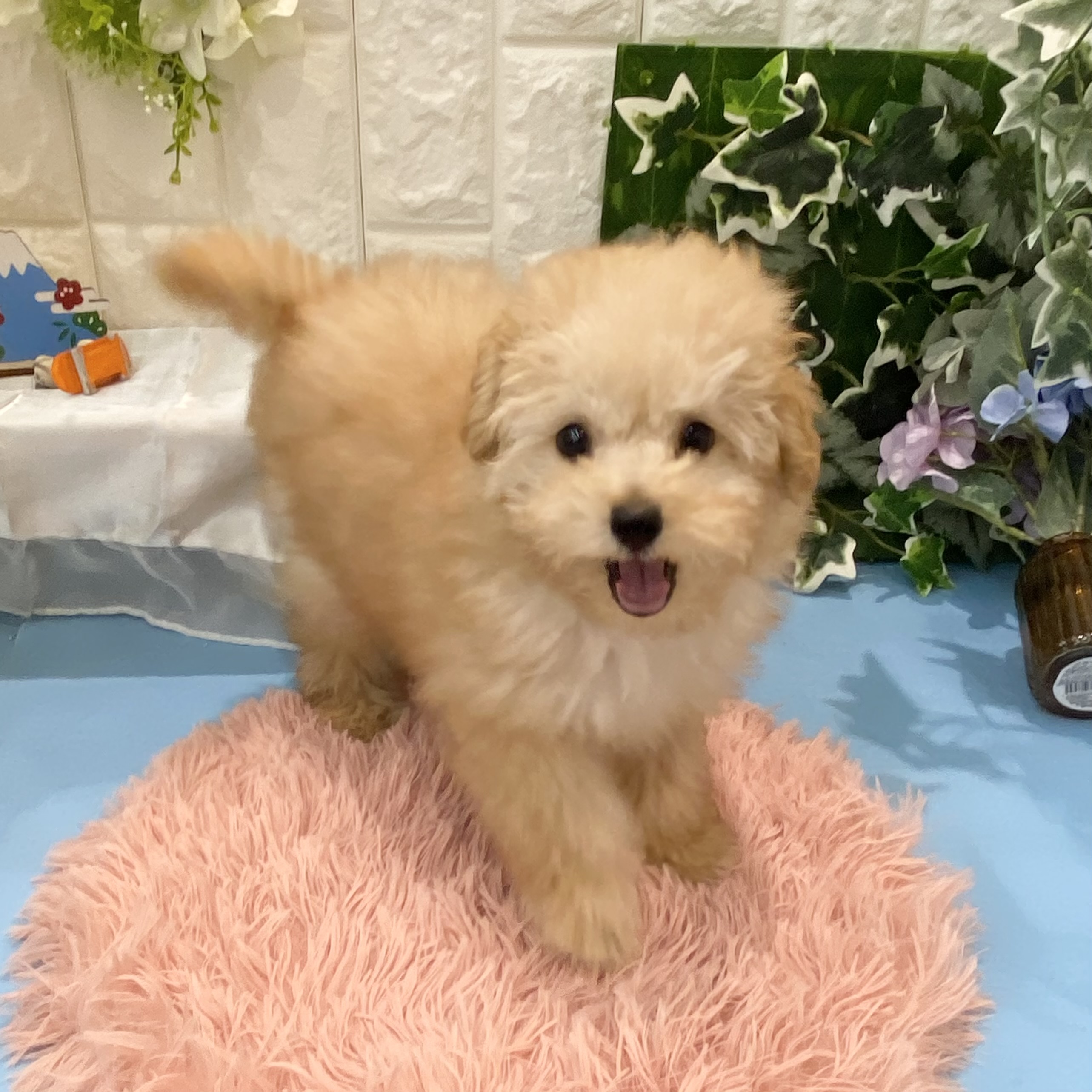 岡山県のトイプードル(タイニー) (犬の家＆猫の里倉敷店/2026年2月10日生まれ/男の子/アプリコット)の子犬の1枚目の画像