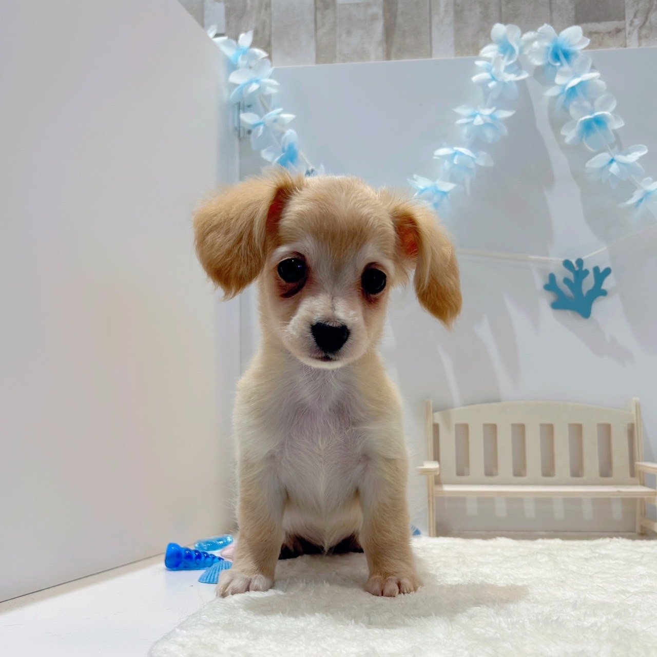 岡山県のチワックス(チワワ×ダックス) (犬の家＆猫の里天満屋ハピーズ西大寺モール店/2026年6月17日生まれ/女の子/クリームホワイト)の子犬の1枚目の画像