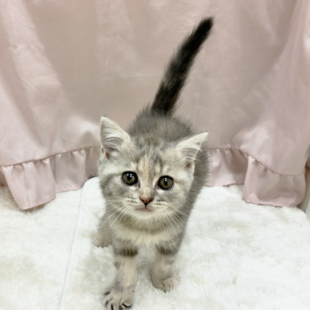 愛知県のスコティッシュフォールド (犬の家＆猫の里アミーゴ神の倉店/2025年6月6日生まれ/女の子/ブルータビーホワイト)の子猫の1枚目の画像