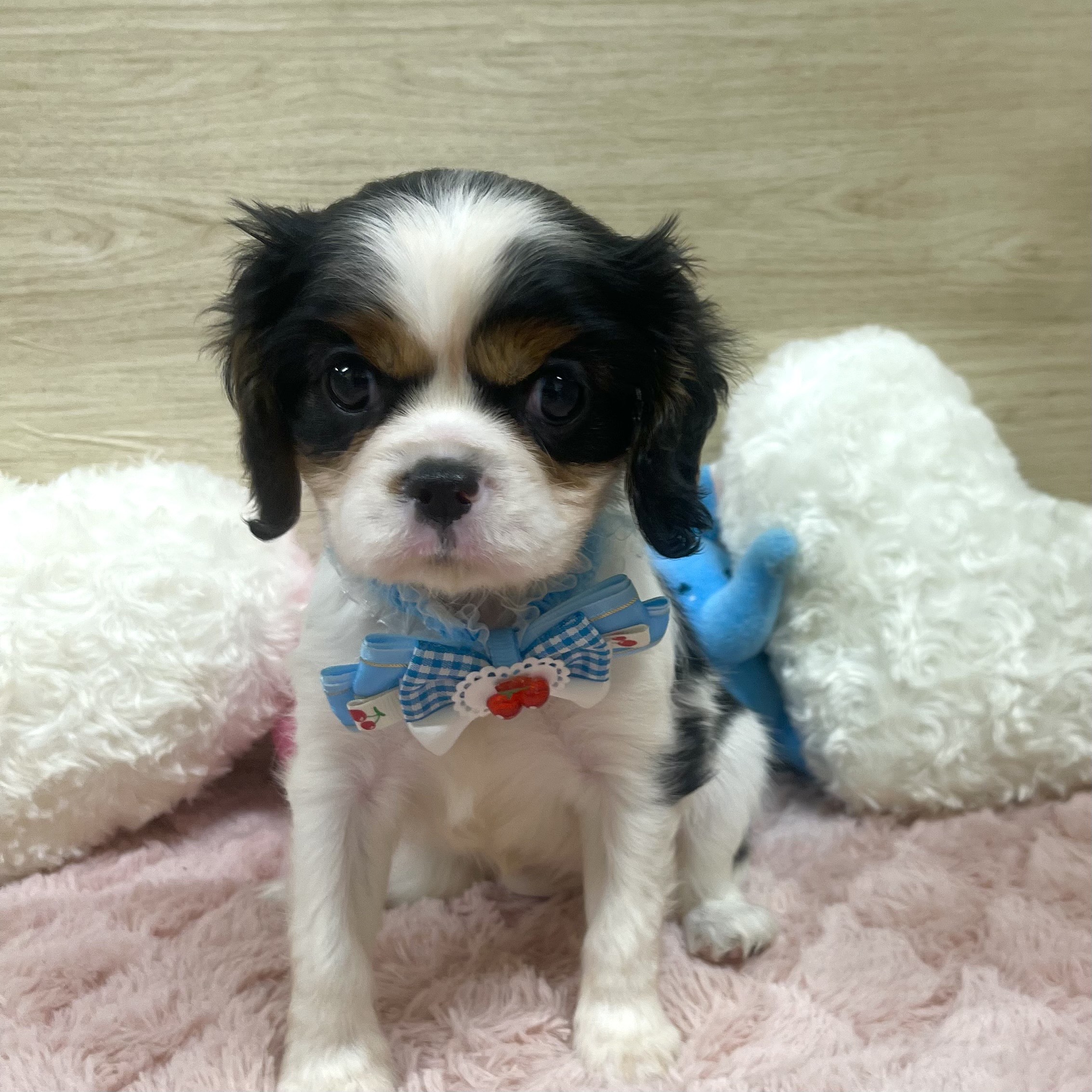 大阪府のキャバリアキングチャールズスパニエル (犬の家＆猫の里そよら東岸和田店/2025年6月20日生まれ/女の子/トライカラー)の子犬の2枚目の画像