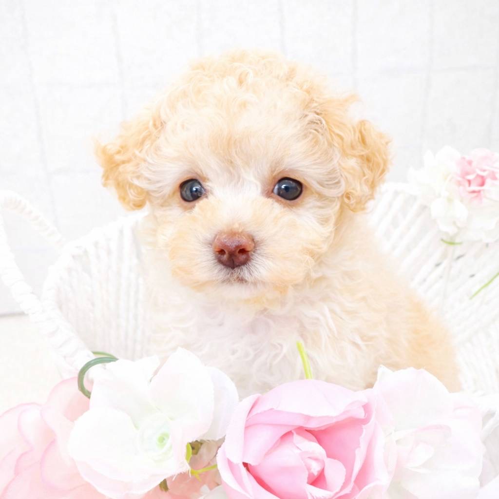 石川県のトイプードル(トイ) (犬の家＆猫の里アミーゴ金沢有松店/2025年11月10日生まれ/女の子/アプリコット)の子犬の2枚目の画像