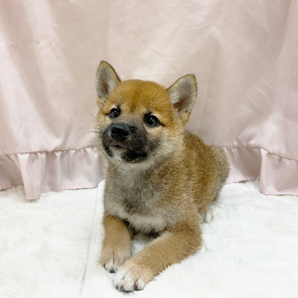 愛知県の柴犬(標準サイズ) (犬の家＆猫の里アミーゴ神の倉店/2025年6月15日生まれ/女の子/赤)の子犬の1枚目の画像
