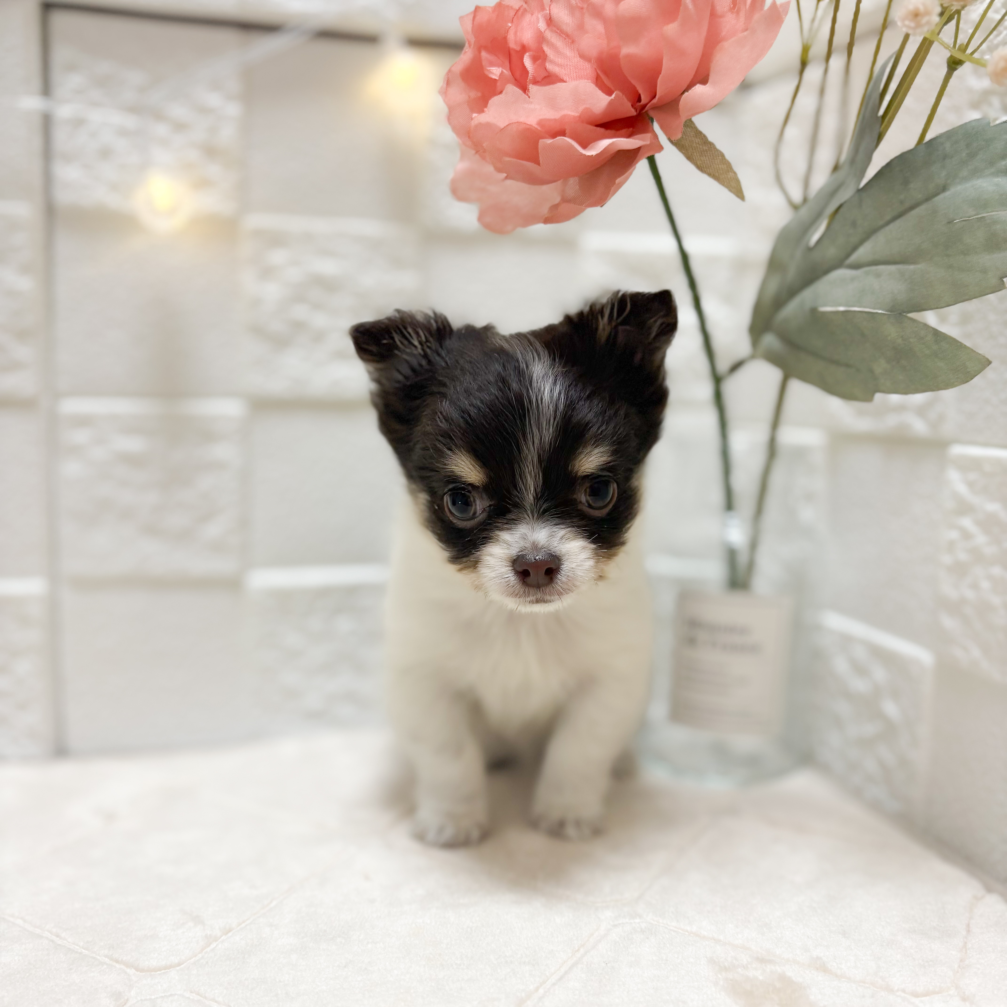 東京都のチワワ(ロング) (犬の家＆猫の里ペットフォレスト小平店/2026年2月10日生まれ/女の子/チョコレートタンホワイト)の子犬の2枚目の画像