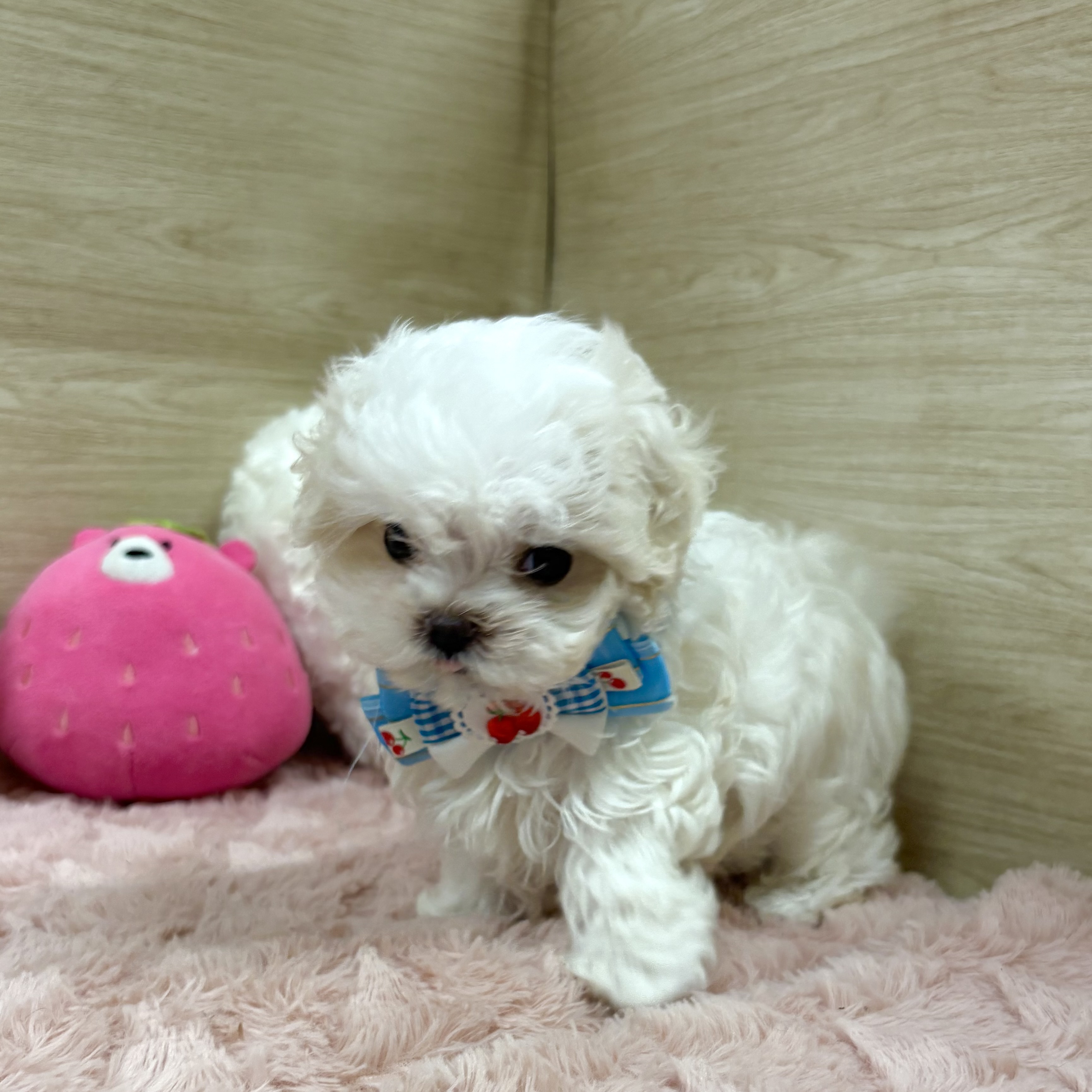 大阪府のマルチーズ (犬の家＆猫の里そよら東岸和田店/2025年6月7日生まれ/女の子/ホワイト)の子犬の2枚目の画像