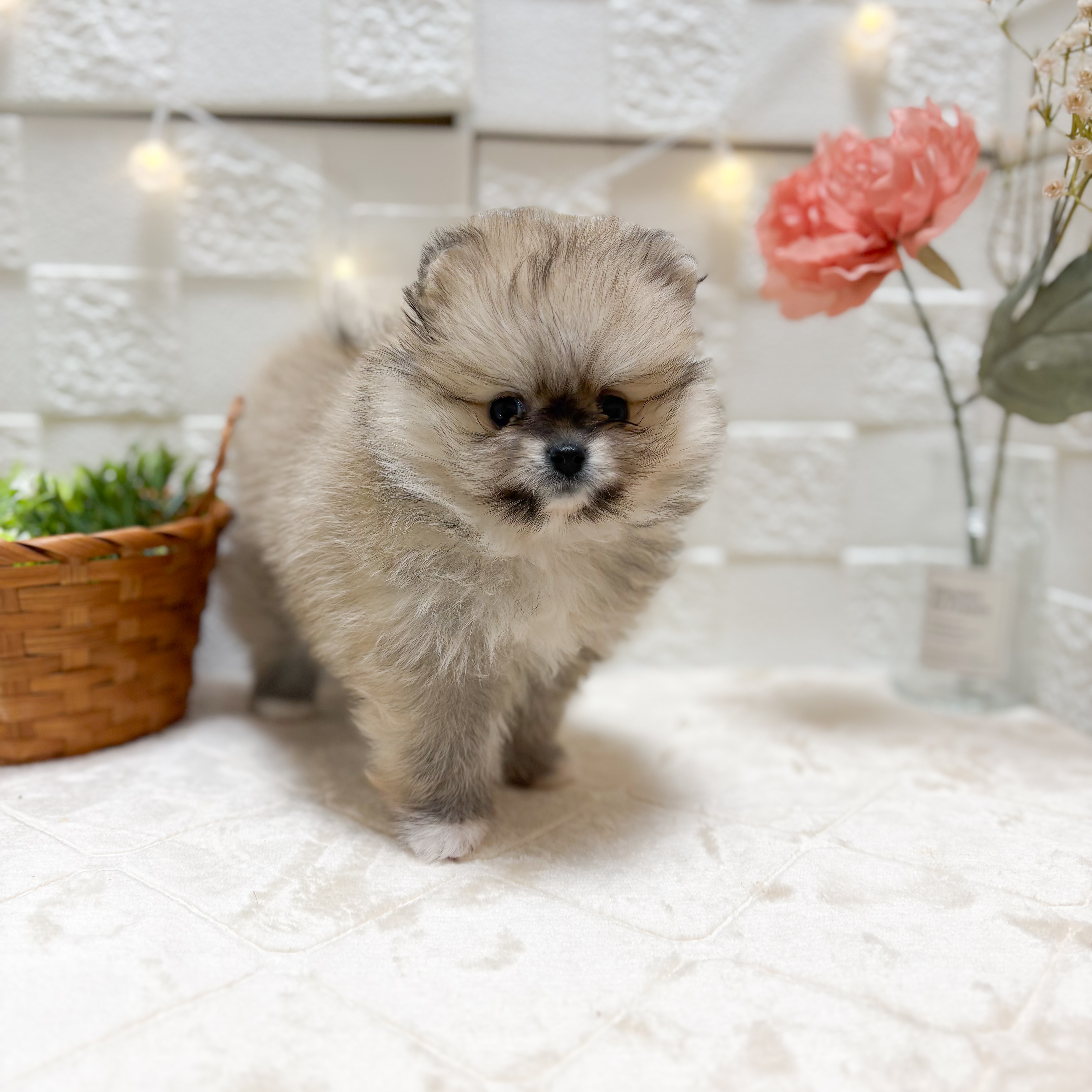 東京都のポメラニアン (犬の家＆猫の里ペットフォレスト小平店/2026年2月10日生まれ/女の子/ウルフセーブル)の子犬の2枚目の画像