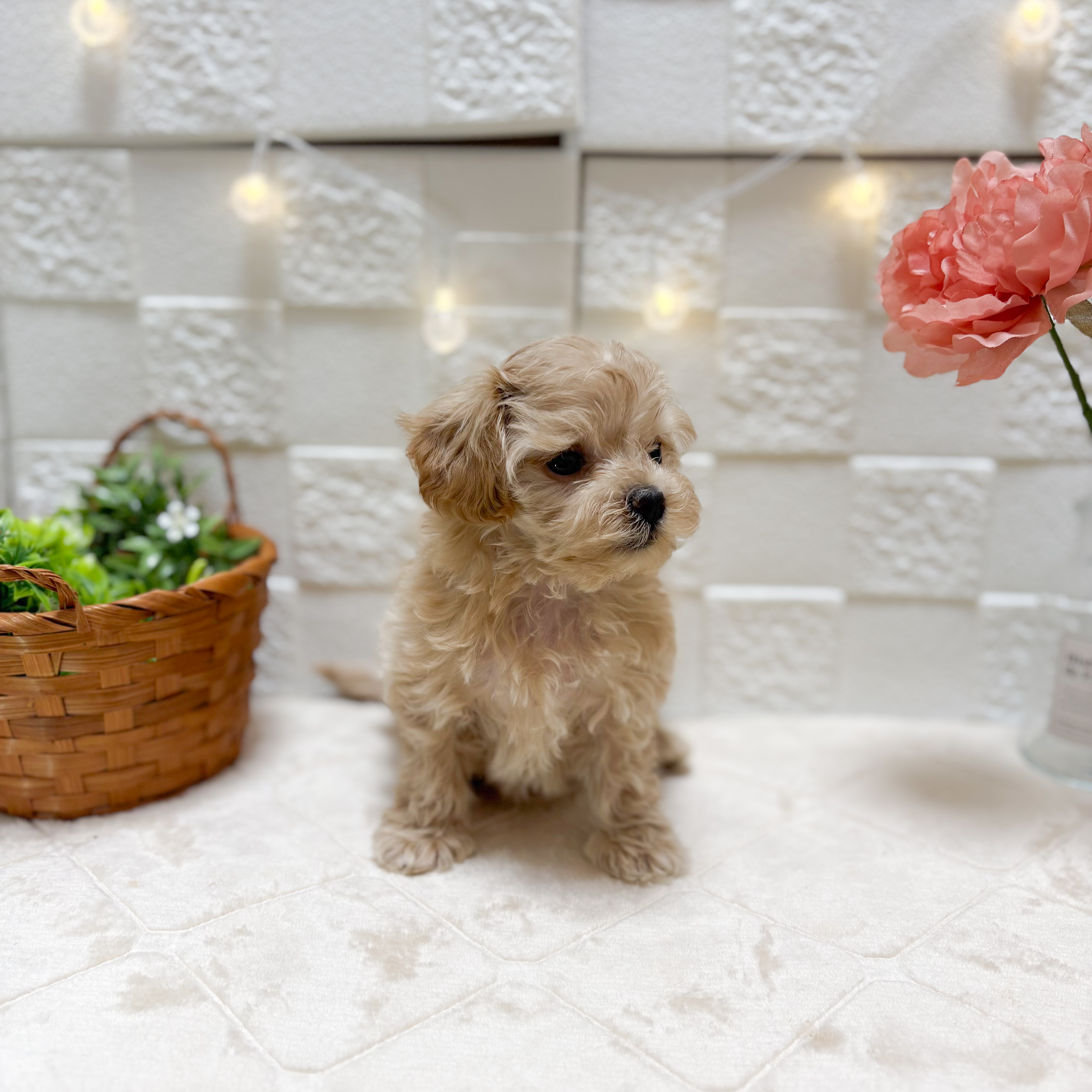 東京都のマルプー(マルチーズ×プードル) (犬の家＆猫の里ペットフォレスト小平店/2026年2月10日生まれ/女の子/アプリコット)の子犬の2枚目の画像