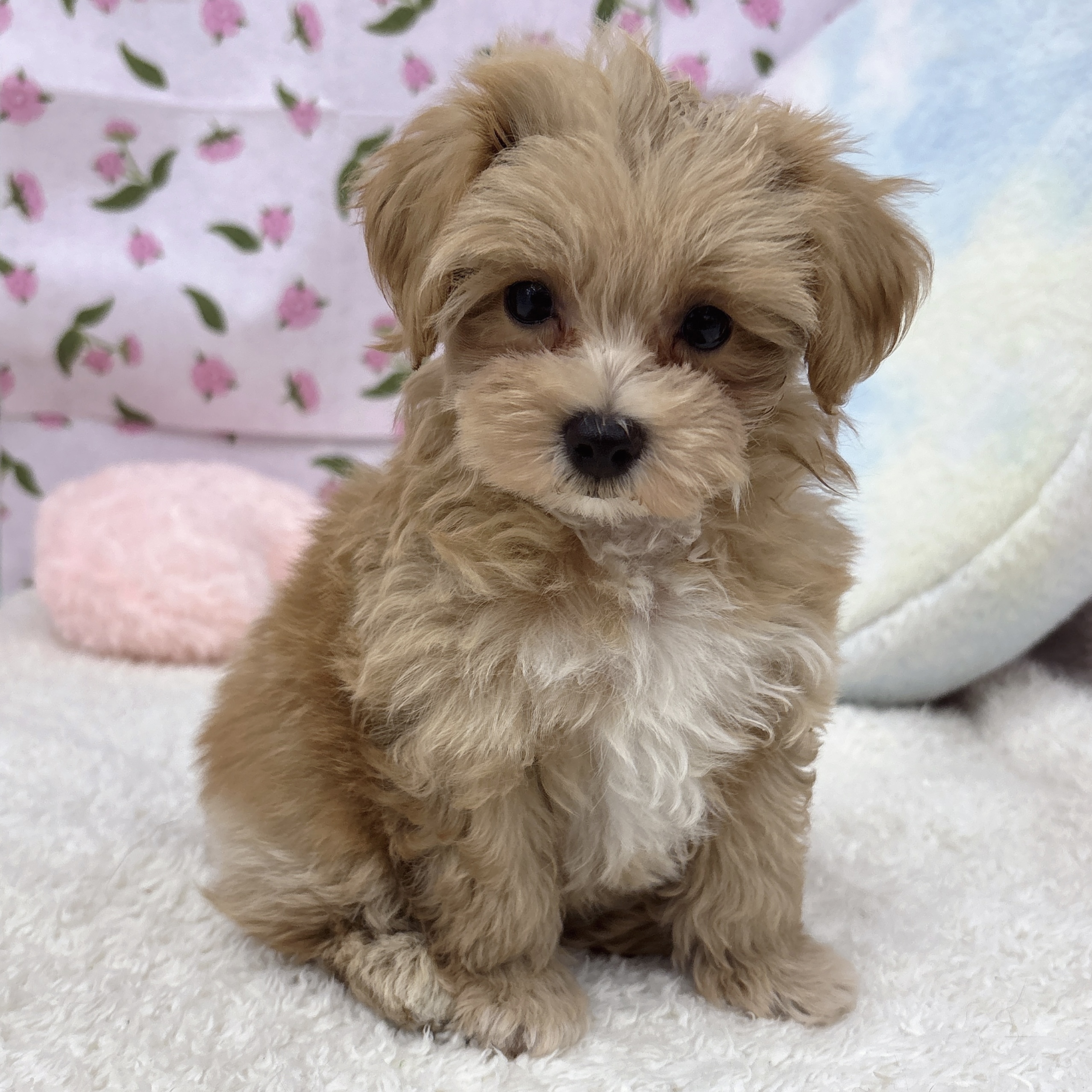 愛知県のマルプー(マルチーズ×プードル) (犬の家＆猫の里エアポートウォーク店/2026年8月8日生まれ/男の子/アプリコットホワイト)の子犬の1枚目の画像