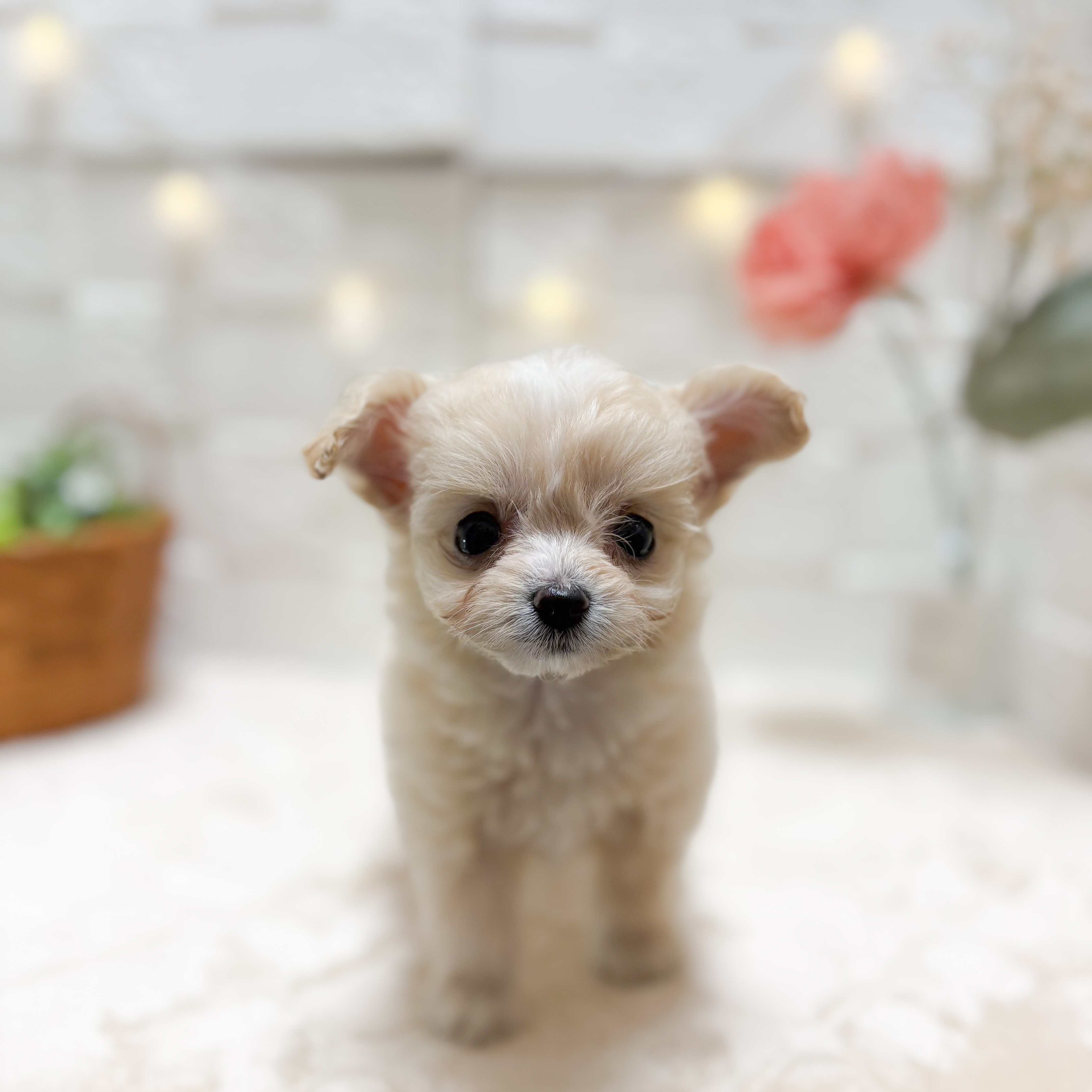 東京都のチワプー/プーチー(チワワ×プードル) (犬の家＆猫の里ペットフォレスト小平店/2026年2月9日生まれ/女の子/クリーム)の子犬の2枚目の画像