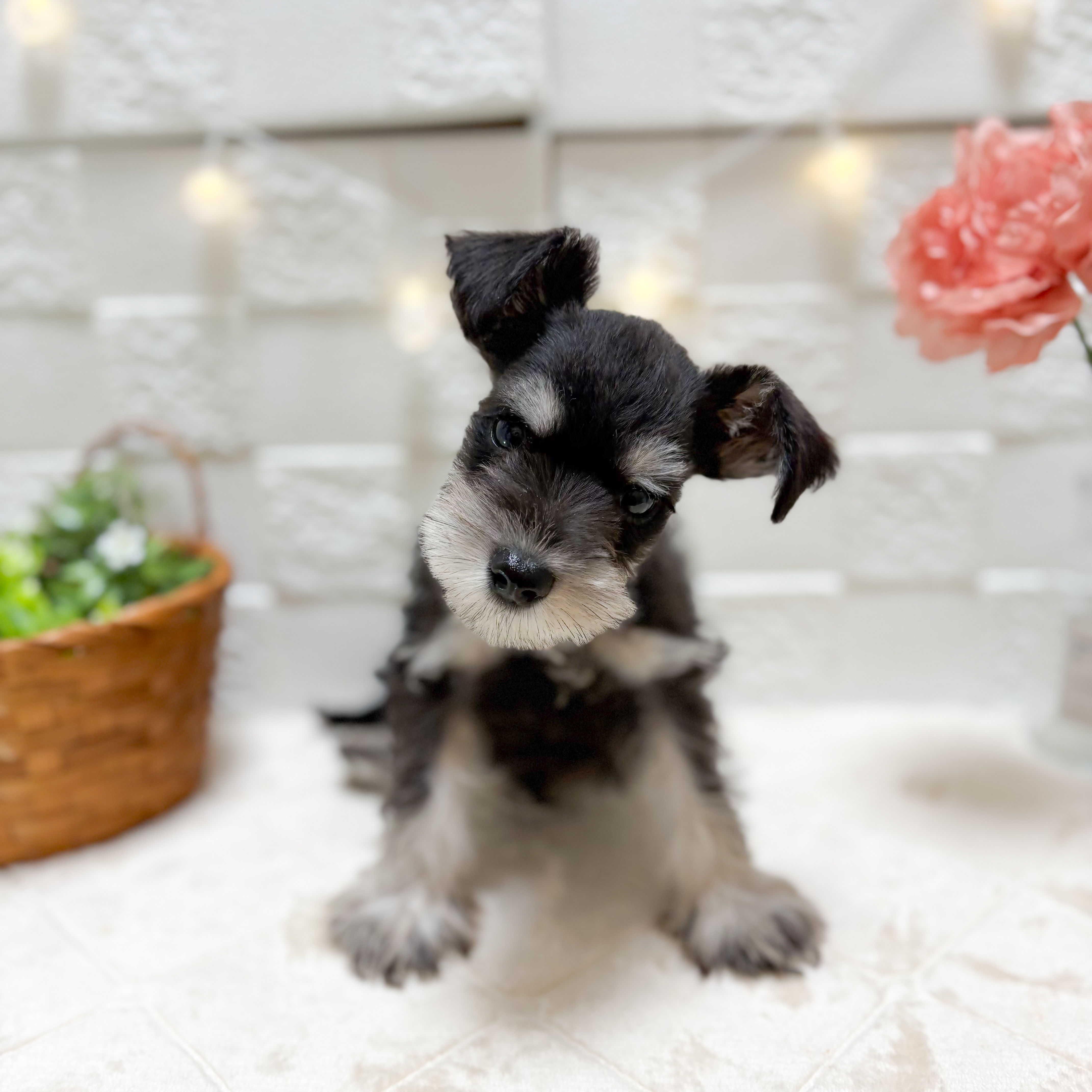 東京都のミニチュアシュナウザー (犬の家＆猫の里ペットフォレスト小平店/2026年2月6日生まれ/男の子/ブラックシルバー)の子犬の2枚目の画像