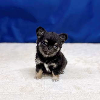 愛知県のチワワ(ロング) (犬の家＆猫の里一宮店/2025年10月8日生まれ/男の子/ブラックタンホワイト)の子犬の2枚目の画像