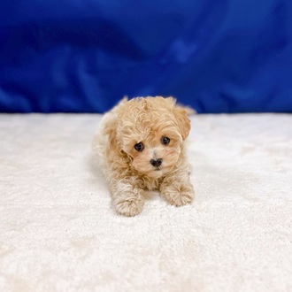 愛知県のマルプー(マルチーズ×プードル) (犬の家＆猫の里一宮店/2025年10月8日生まれ/女の子/アプリコット)の子犬の2枚目の画像