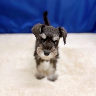 神奈川県のミニチュアシュナウザー (犬の家＆猫の里相模原店/2025年10月5日生まれ/女の子/ブラックシルバー)の子犬の2枚目の画像