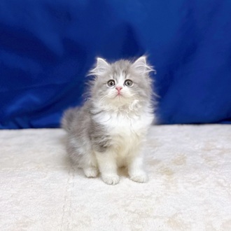 神奈川県のミヌエット (犬の家＆猫の里相模原店/2025年9月25日生まれ/男の子/ブルーホワイト)の子猫の2枚目の画像