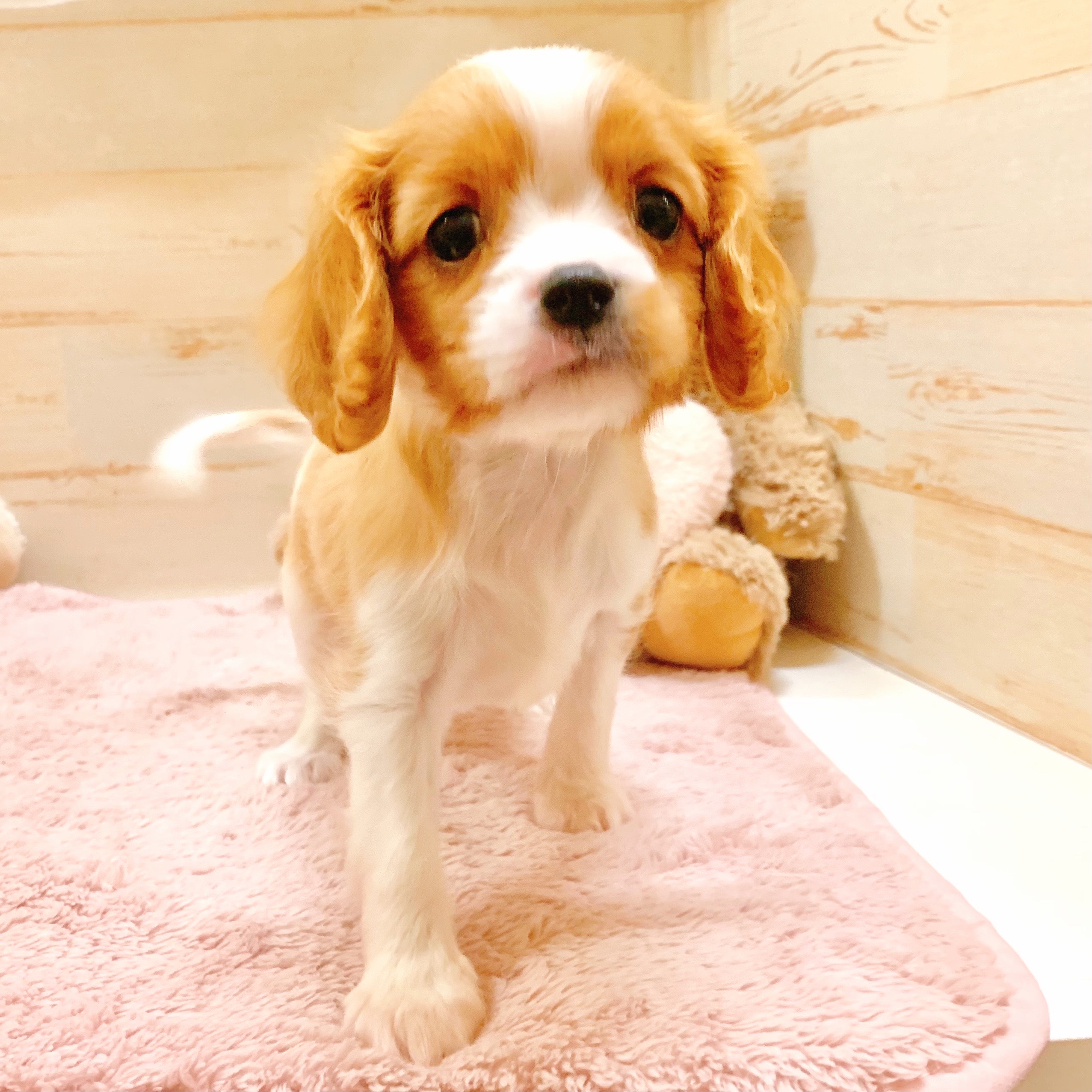 兵庫県のキャバリアキングチャールズスパニエル (犬の家＆猫の里神戸店/2025年10月5日生まれ/男の子/ブレンハイム)の子犬の2枚目の画像