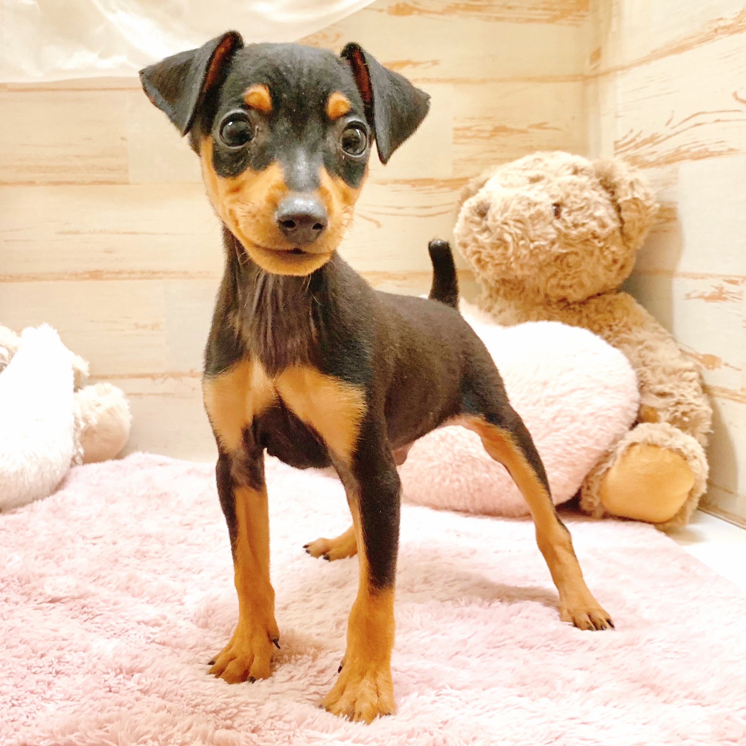 兵庫県のミニチュアピンシャー (犬の家＆猫の里神戸店/2025年10月4日生まれ/男の子/ブラックタン)の子犬の2枚目の画像