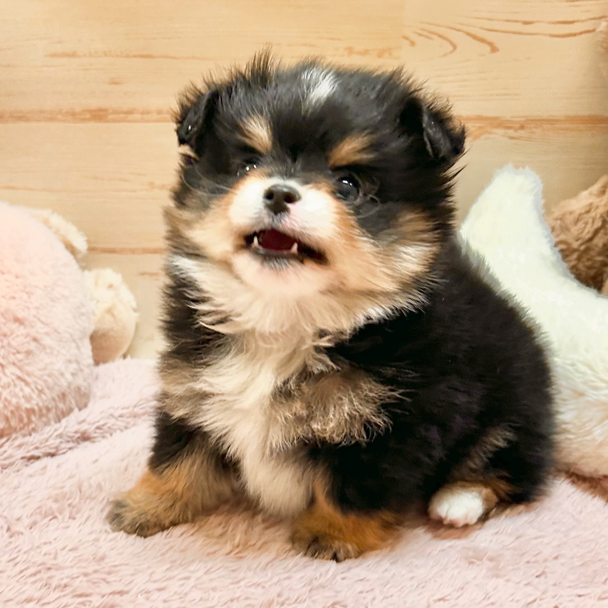 兵庫県のポメチワ/チワポメ/ポメチー(ポメラニアン×チワワ) (犬の家＆猫の里神戸店/2026年1月13日生まれ/男の子/ブラックタンホワイト)の子犬の2枚目の画像