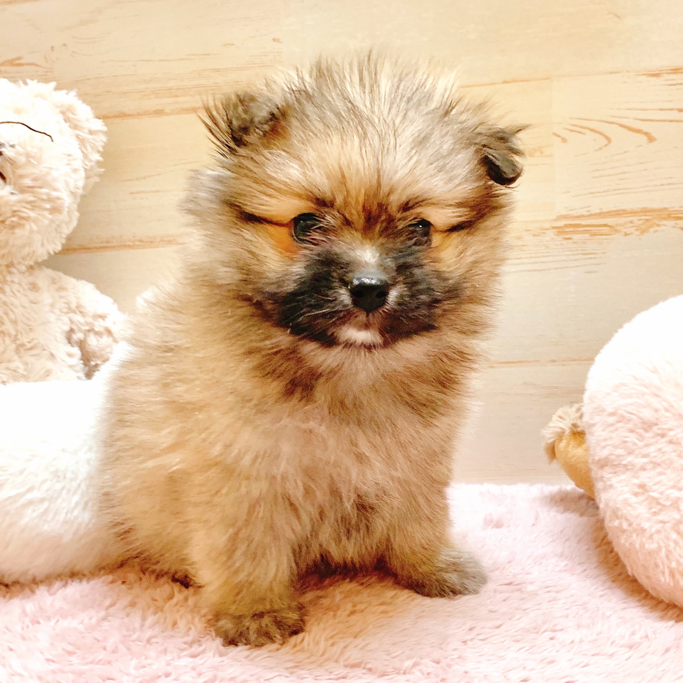 兵庫県のポメマル/マルポメ(ポメラニアン×マルチーズ) (犬の家＆猫の里神戸店/2025年10月5日生まれ/男の子/フォーン)の子犬の2枚目の画像