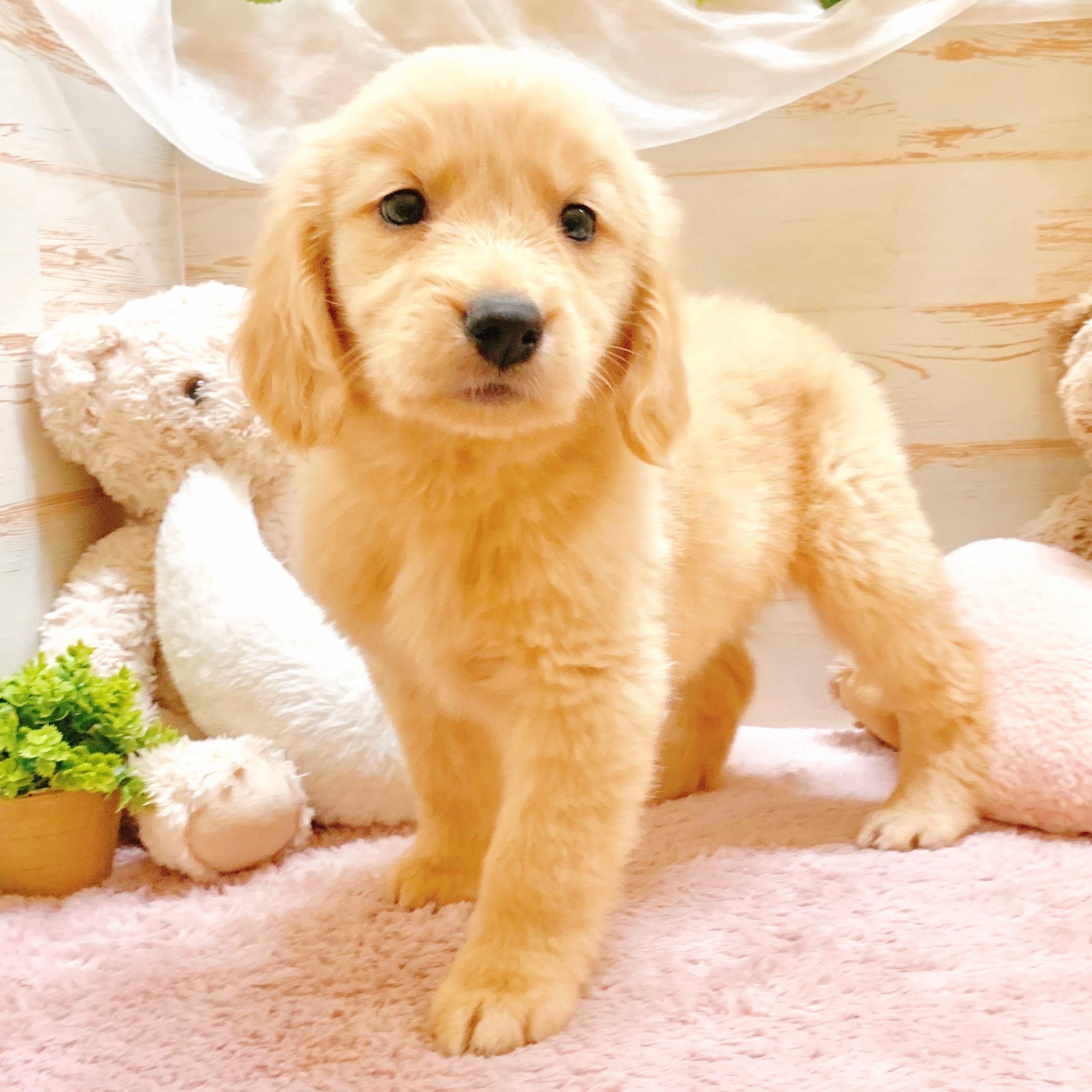 兵庫県のゴールデンレトリバー (犬の家＆猫の里神戸店/2025年10月3日生まれ/女の子/ゴールデン)の子犬の2枚目の画像