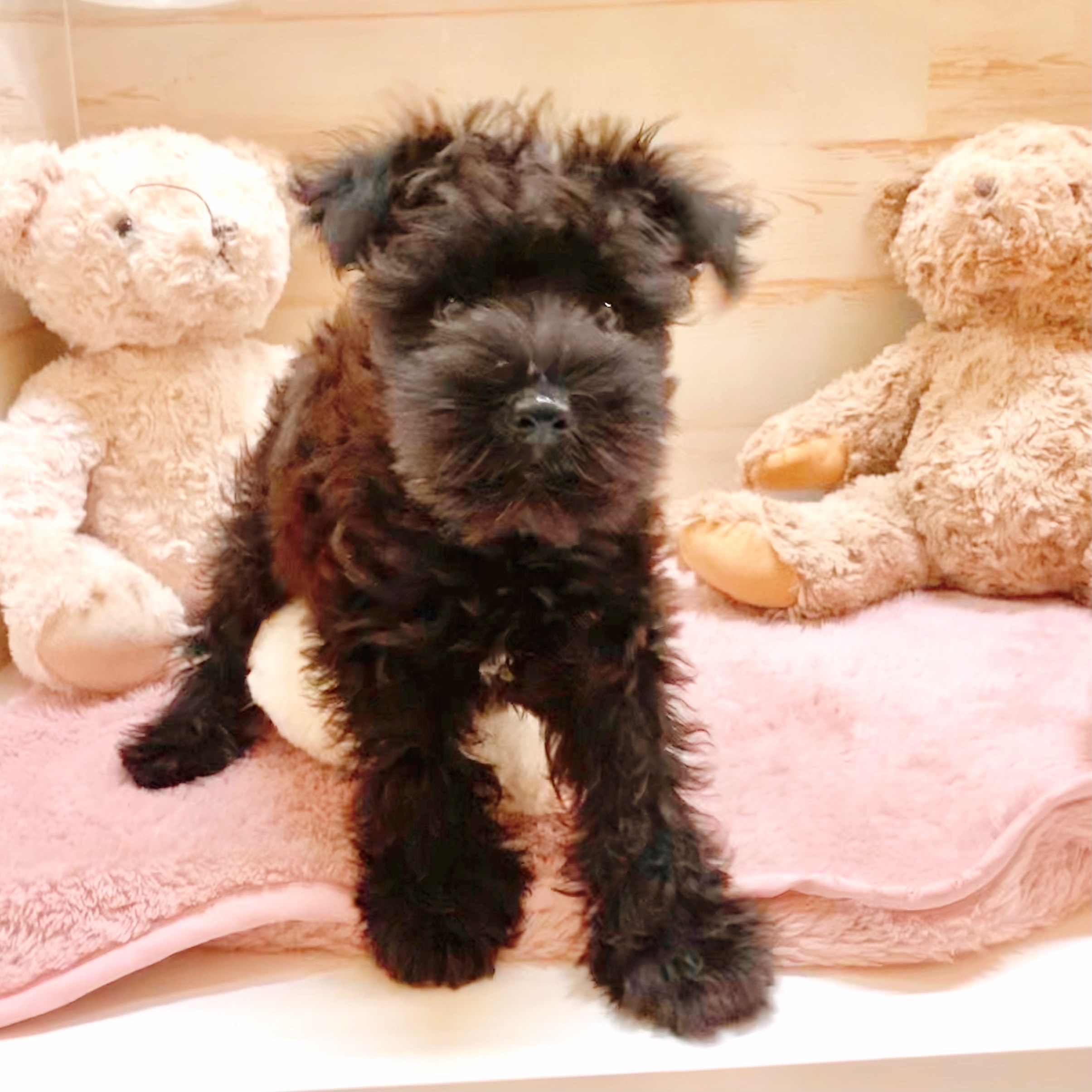 兵庫県のミニチュアシュナウザー (犬の家＆猫の里神戸店/2025年8月18日生まれ/女の子/ブラック)の子犬の2枚目の画像