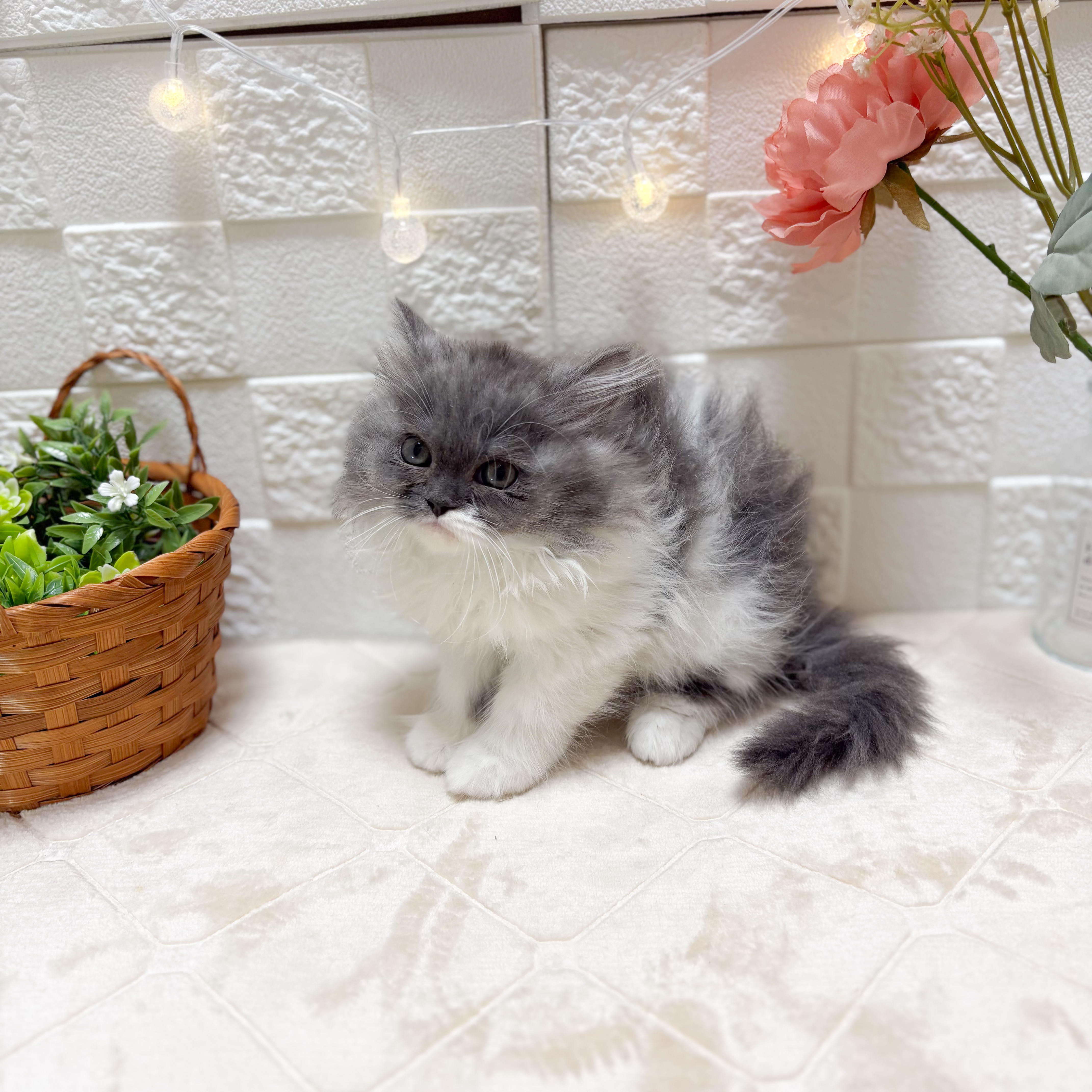 東京都のミヌエット (犬の家＆猫の里ペットフォレスト小平店/2026年2月9日生まれ/女の子/ブルータビーホワイト)の子猫の2枚目の画像