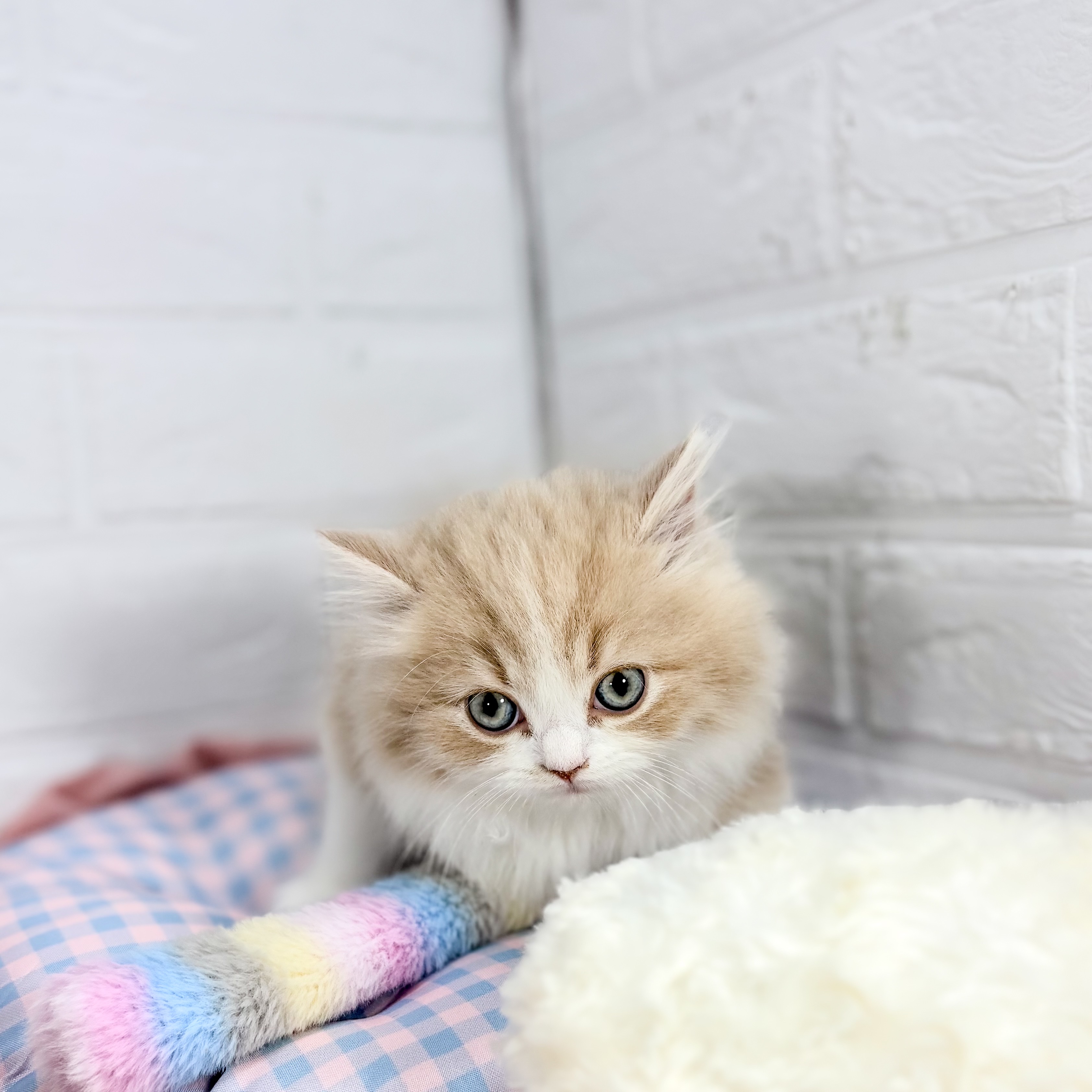 神奈川県のスコティッシュフォールド (犬の家＆猫の里元住吉ブレーメン通り店/2025年10月7日生まれ/男の子/クリームタビーホワイト)の子猫の2枚目の画像