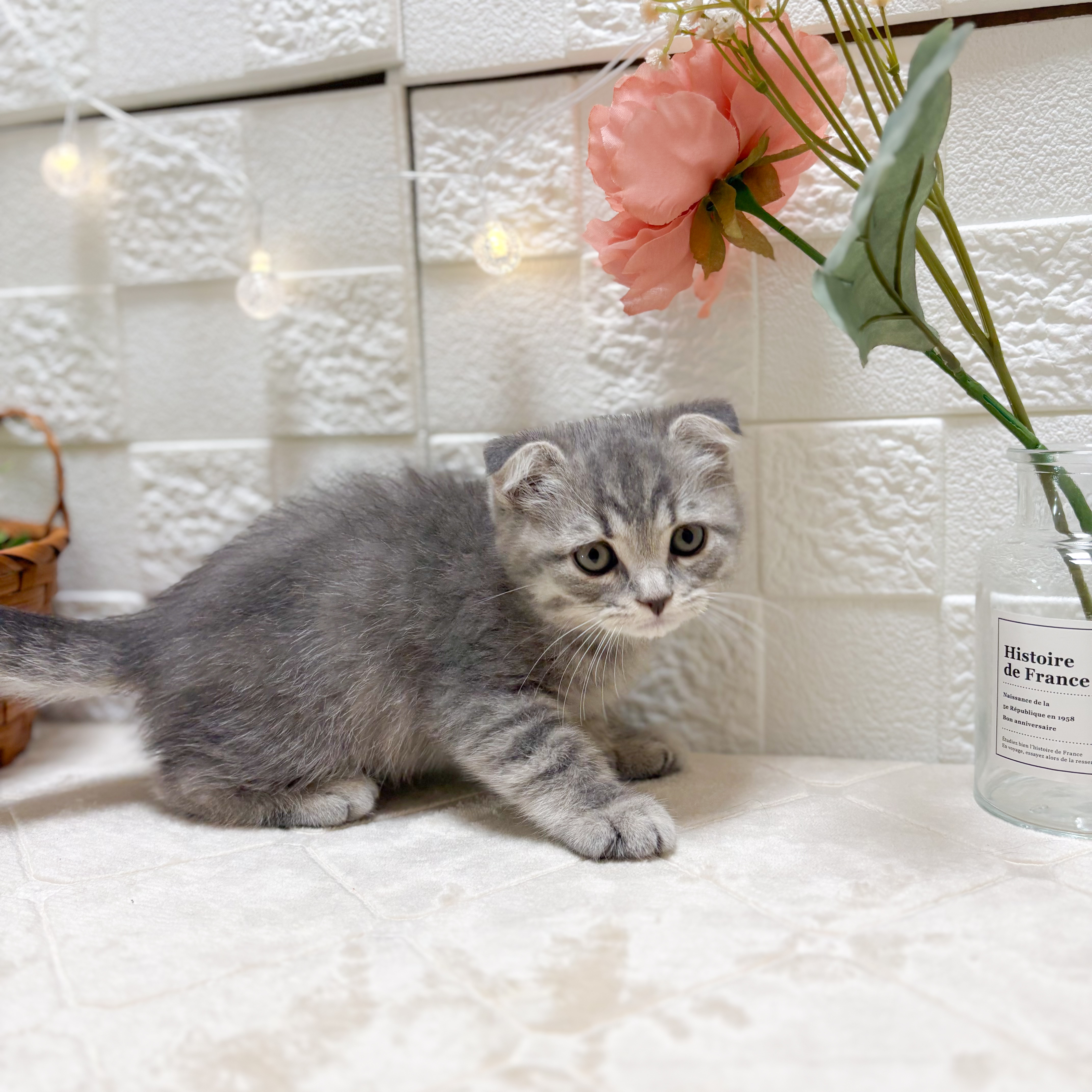 東京都のスコティッシュフォールド (犬の家＆猫の里ペットフォレスト小平店/2026年2月6日生まれ/男の子/ブルータビー)の子猫の2枚目の画像