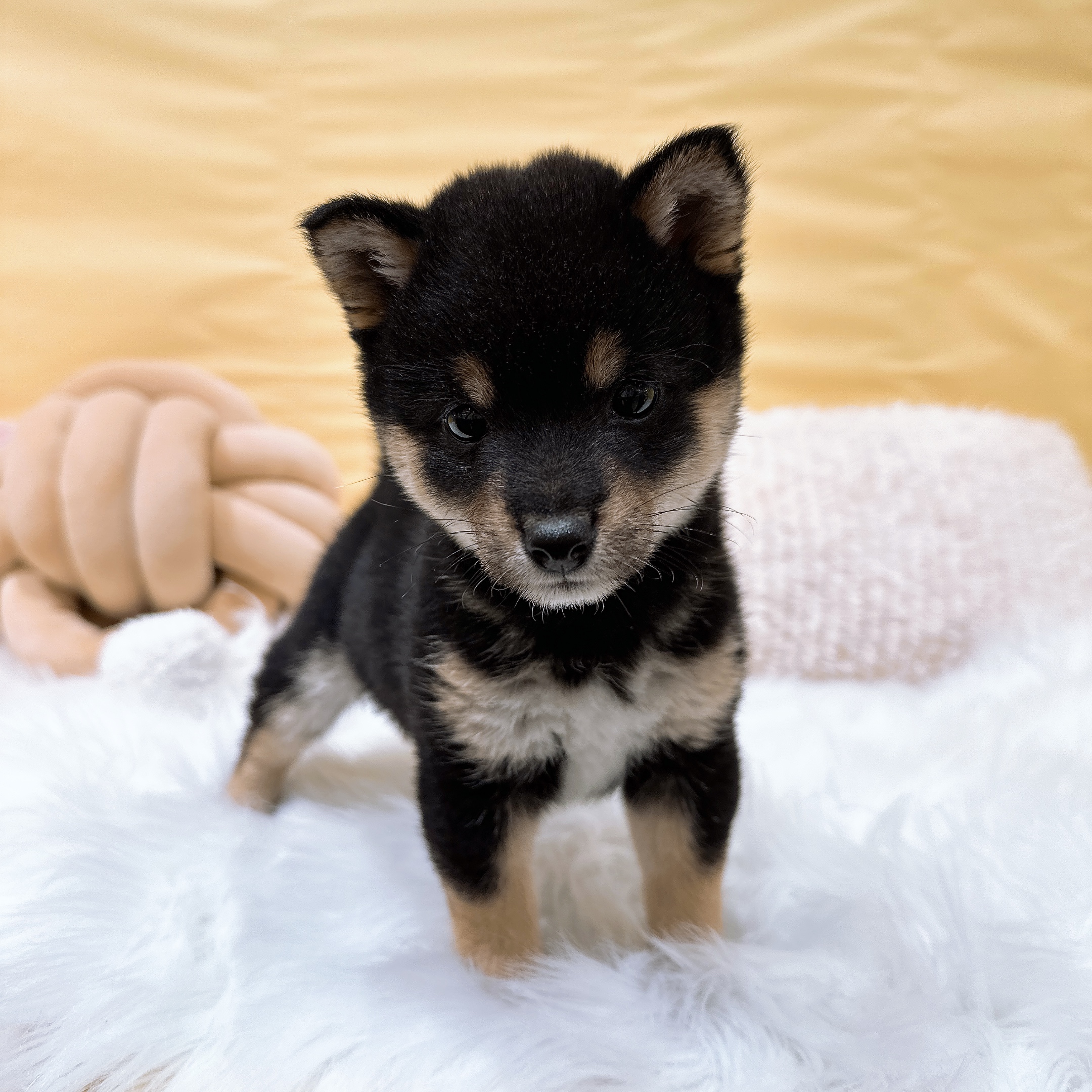 神奈川県の豆柴 (犬の家＆猫の里元住吉ブレーメン通り店/2026年2月10日生まれ/女の子/黒)の子犬の2枚目の画像