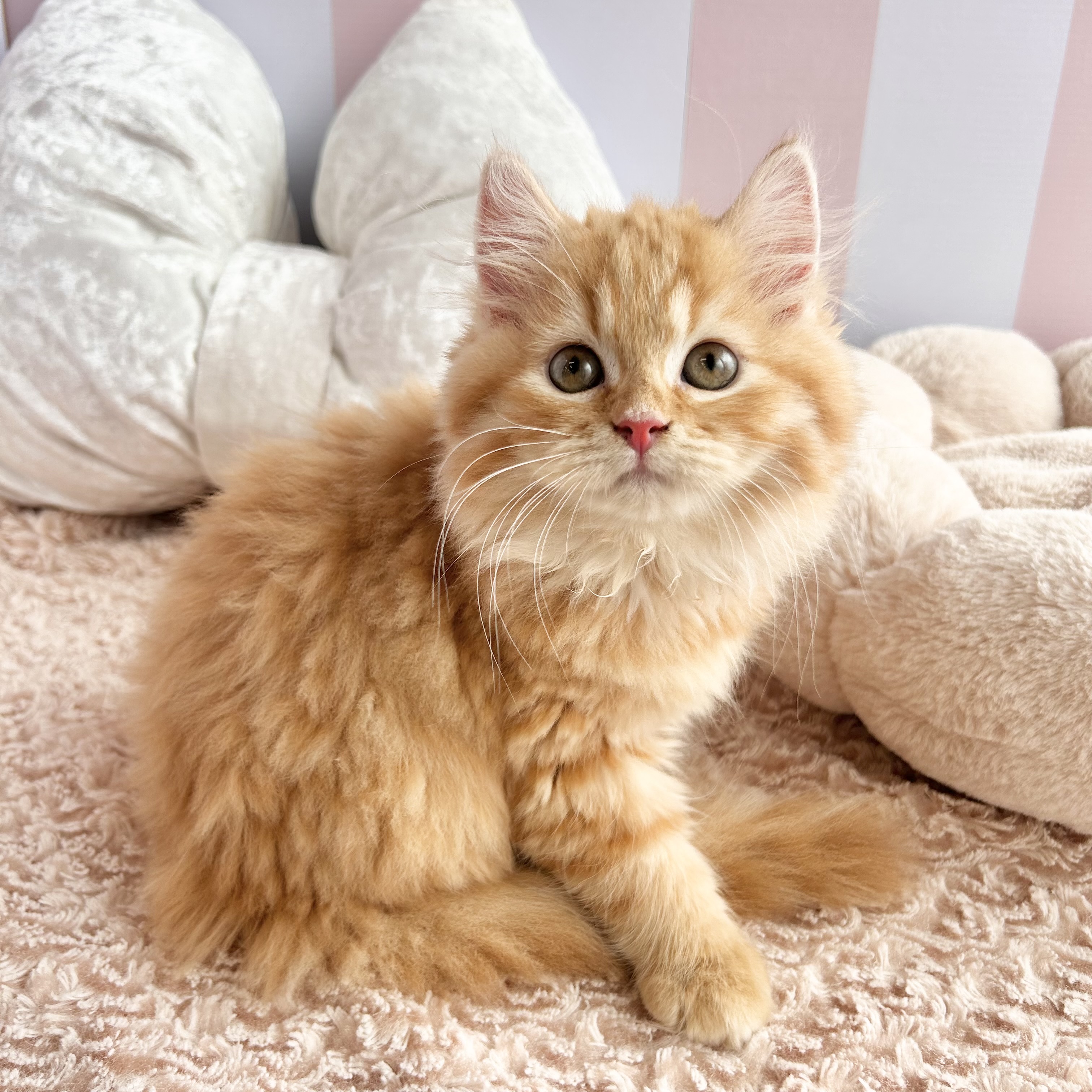 岡山県のスコティッシュストレート (犬の家＆猫の里倉敷中庄店/2025年7月12日生まれ/女の子/レッドタビー)の子猫の1枚目の画像