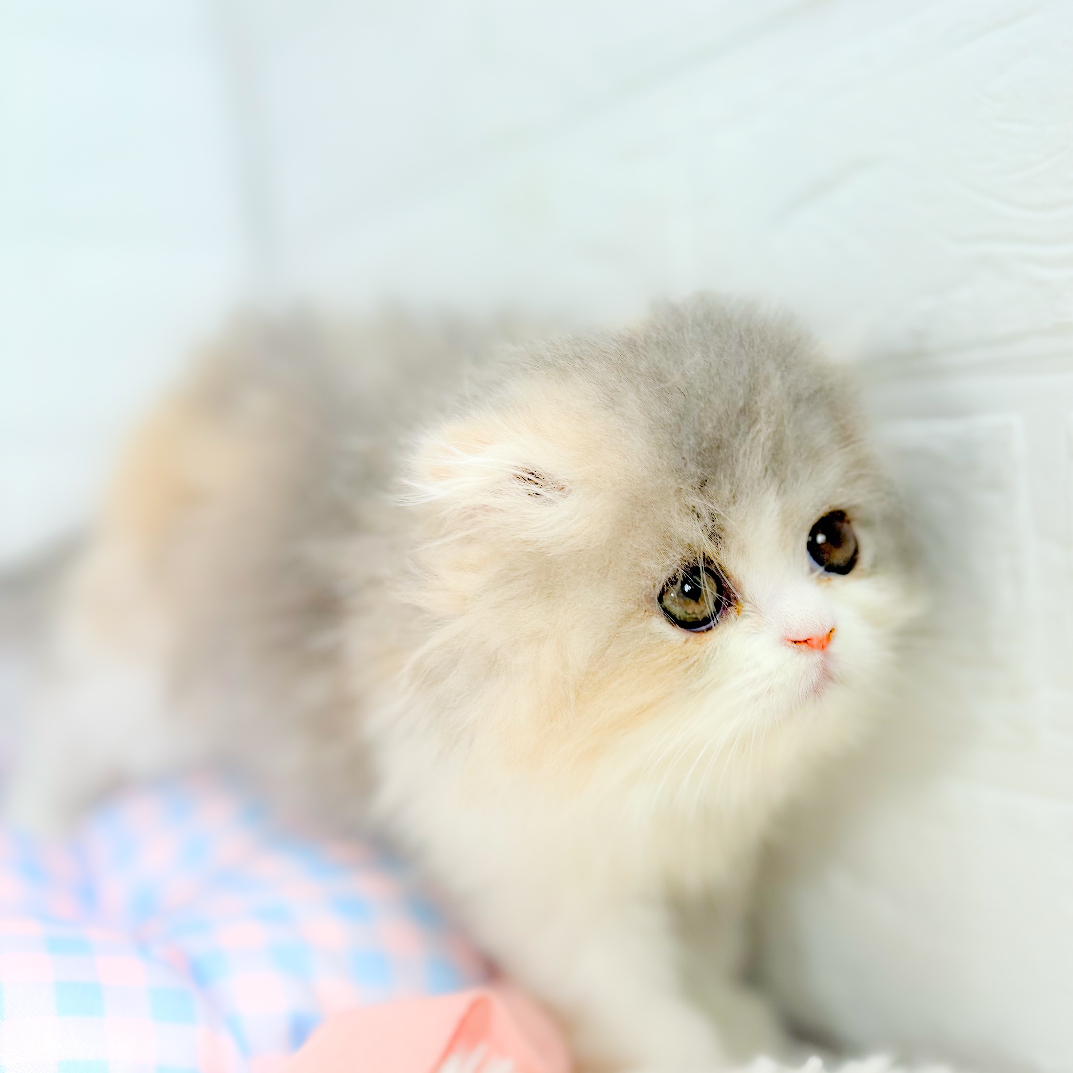 神奈川県のフォールデックス (犬の家＆猫の里元住吉ブレーメン通り店/2025年10月3日生まれ/女の子/ダイリュートキャリコ)の子猫の2枚目の画像