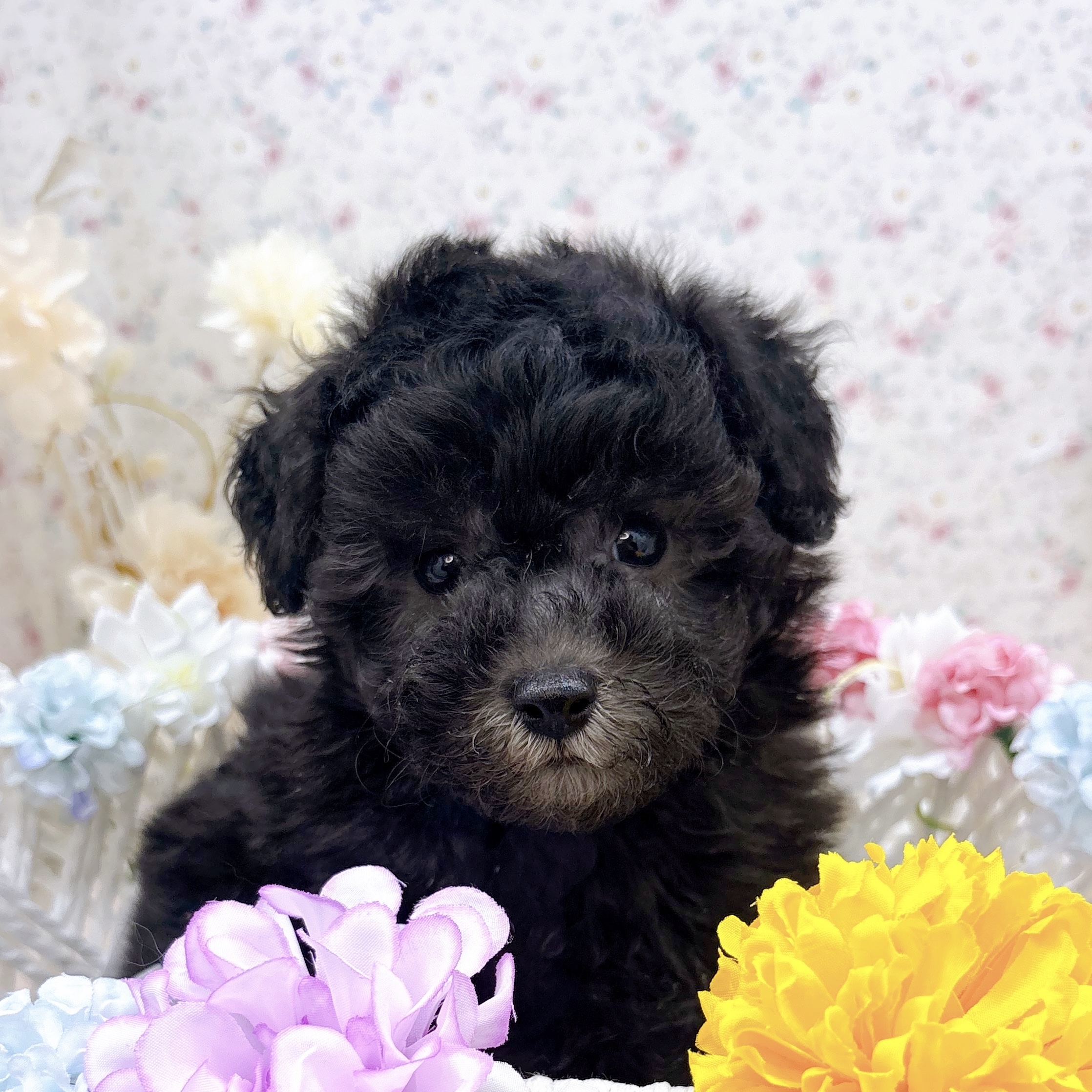 石川県のトイプードル(トイ) (犬の家＆猫の里アミーゴ金沢有松店/2025年9月19日生まれ/男の子/シルバー)の子犬の1枚目の画像