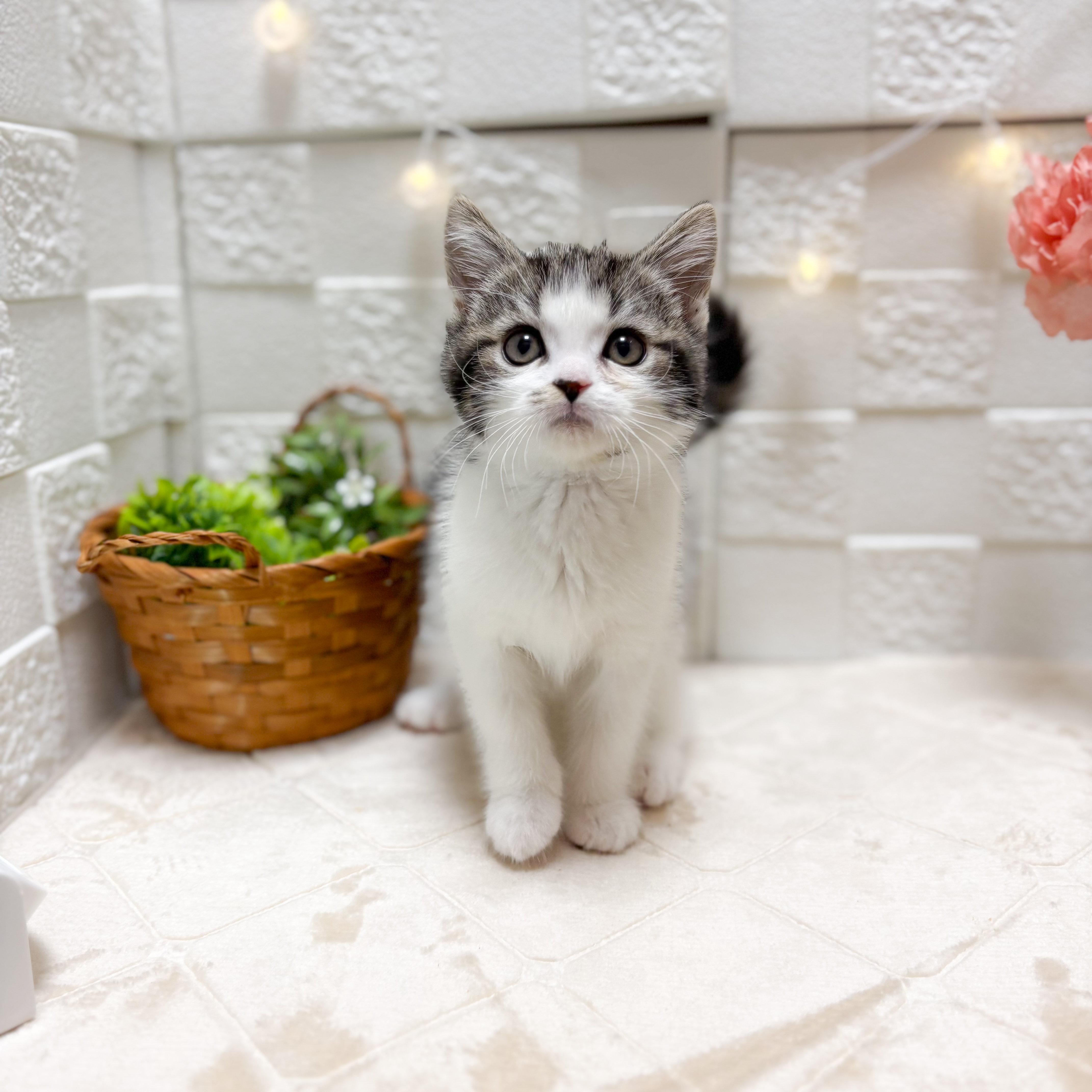 東京都のスコティッシュフォールド (犬の家＆猫の里ペットフォレスト小平店/2026年2月5日生まれ/男の子/ブラックタビーホワイト)の子猫の2枚目の画像