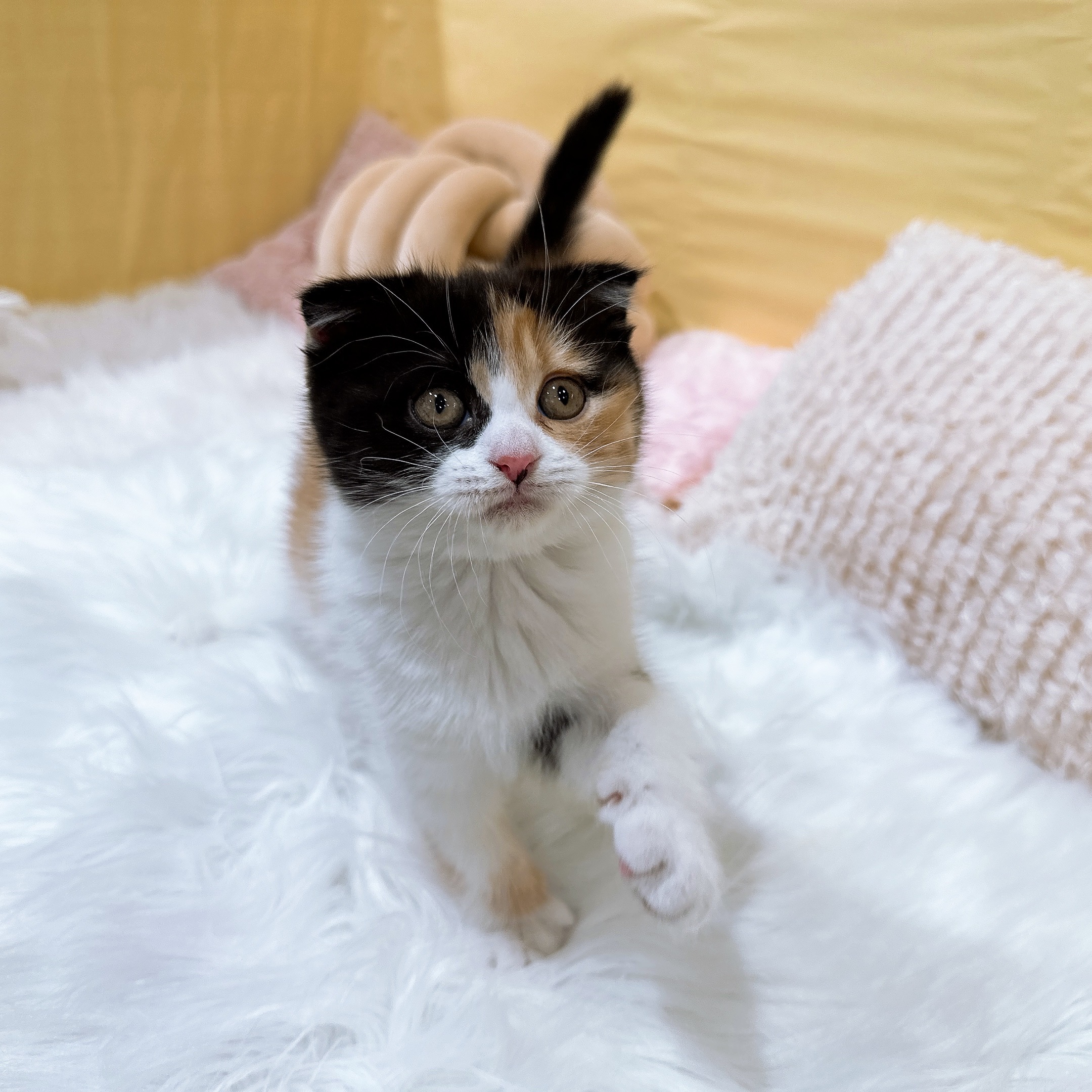 神奈川県のスコティッシュフォールド (犬の家＆猫の里元住吉ブレーメン通り店/2026年2月7日生まれ/女の子/キャリコ)の子猫の1枚目の画像