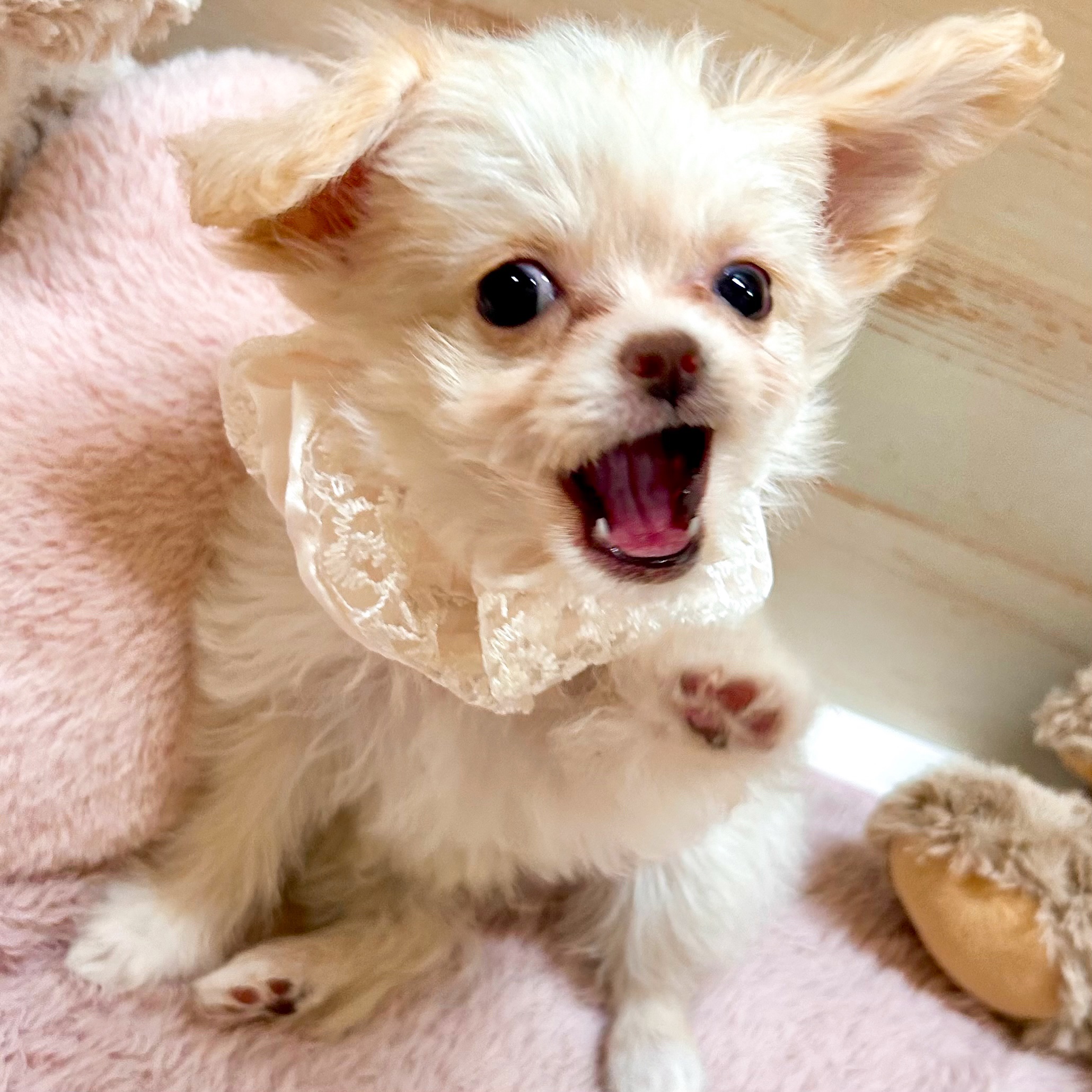 兵庫県のチワプー/プーチー(チワワ×プードル) (犬の家＆猫の里神戸店/2026年1月14日生まれ/女の子/クリームホワイト)の子犬の2枚目の画像