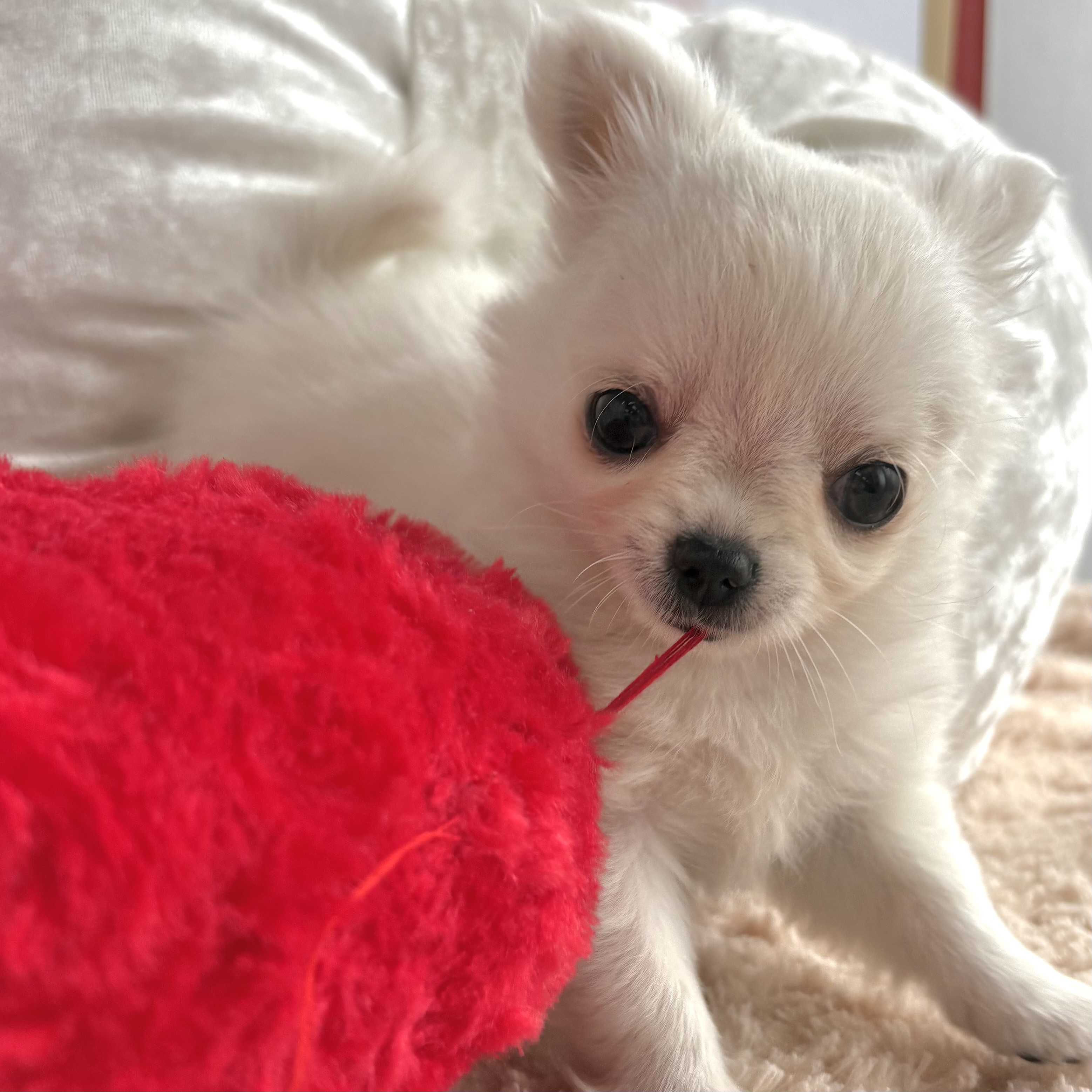 岡山県のチワワ(ロング) (犬の家＆猫の里倉敷中庄店/2025年12月7日生まれ/男の子/ホワイトクリーム)の子犬の2枚目の画像