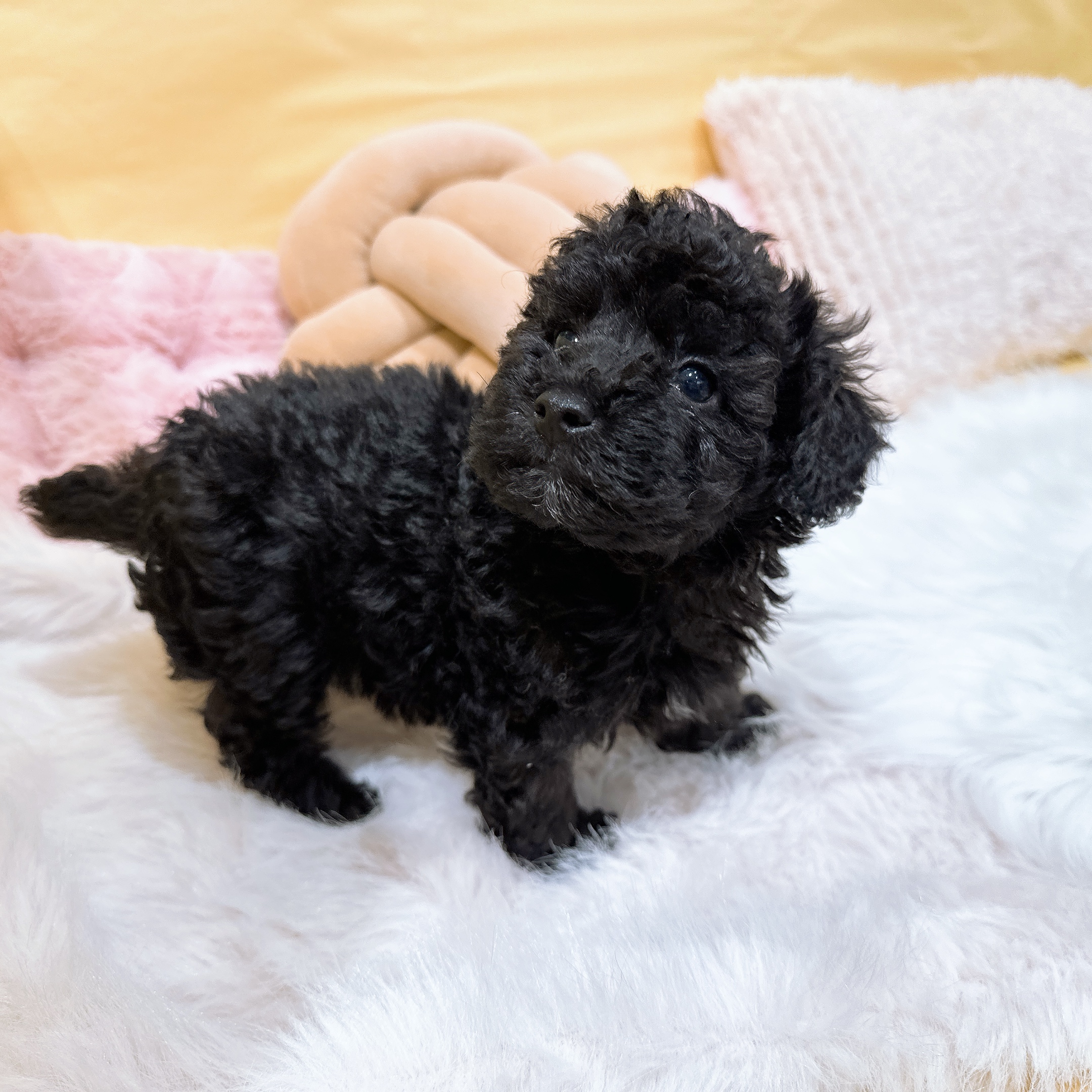 神奈川県のトイプードル(トイ) (犬の家＆猫の里元住吉ブレーメン通り店/2026年2月8日生まれ/男の子/ブラック)の子犬の2枚目の画像