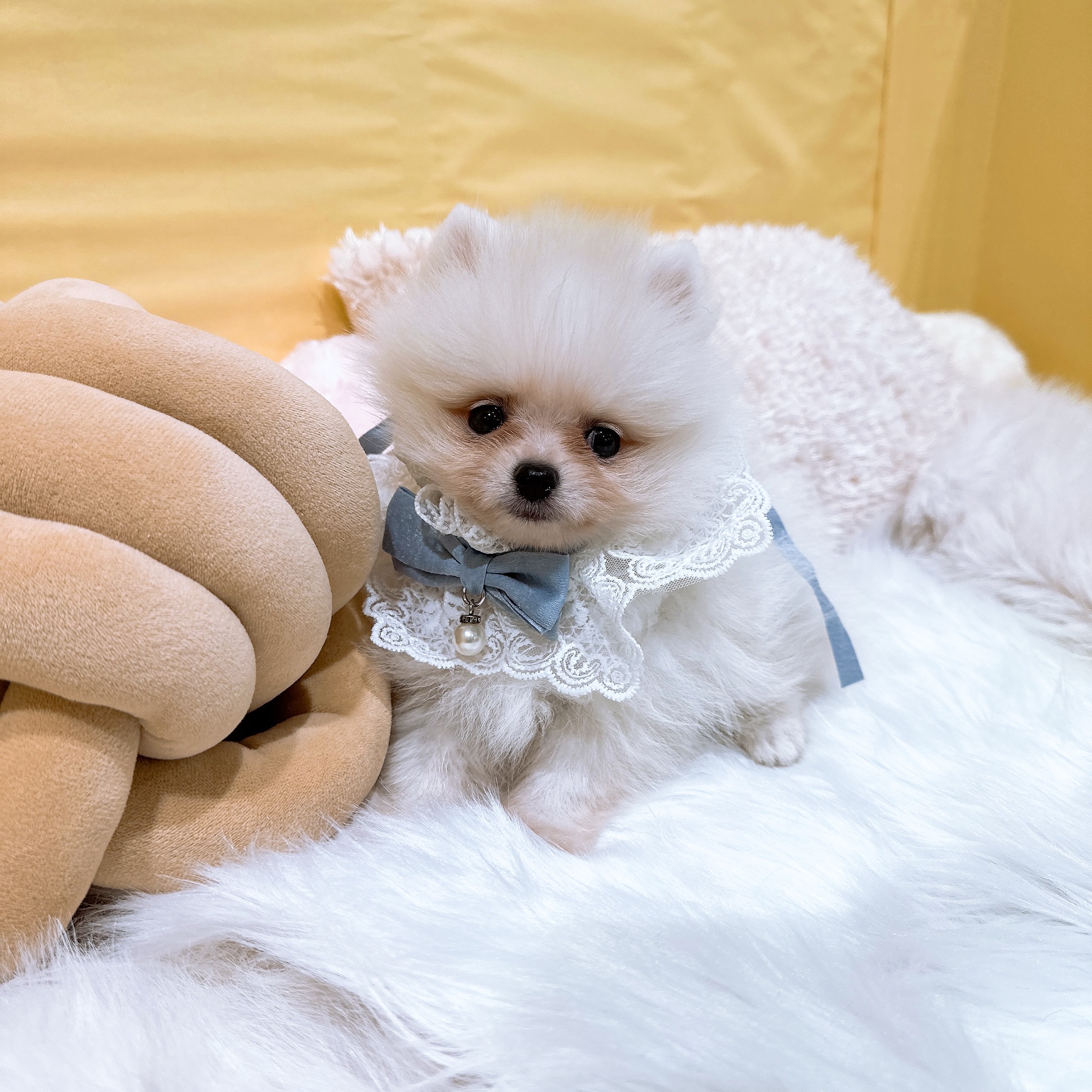 神奈川県のポメラニアン (犬の家＆猫の里元住吉ブレーメン通り店/2026年2月10日生まれ/男の子/ホワイト)の子犬の2枚目の画像