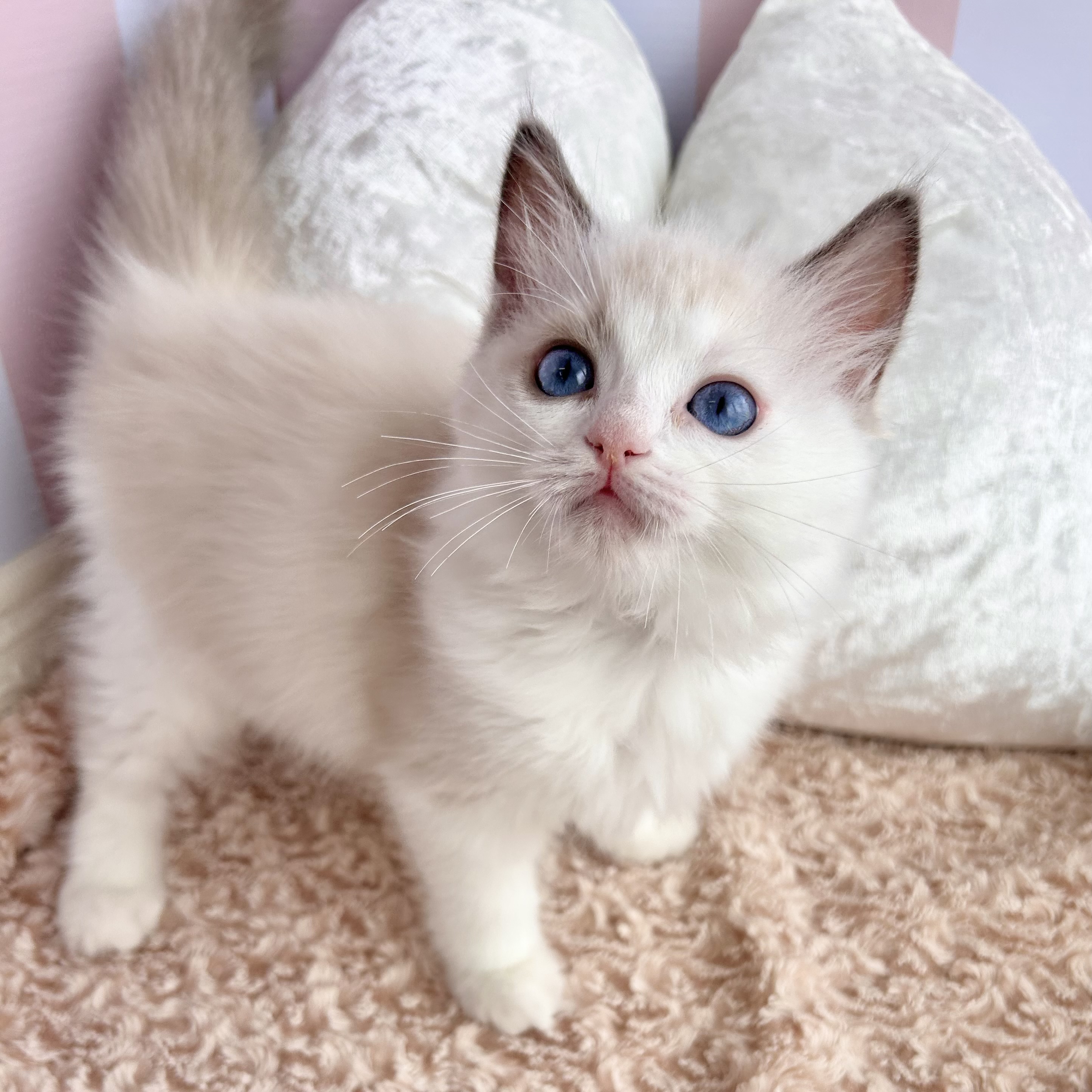 岡山県のラグドール (犬の家＆猫の里倉敷中庄店/2025年7月22日生まれ/女の子/ブルーポイントバイカラー)の子猫の1枚目の画像