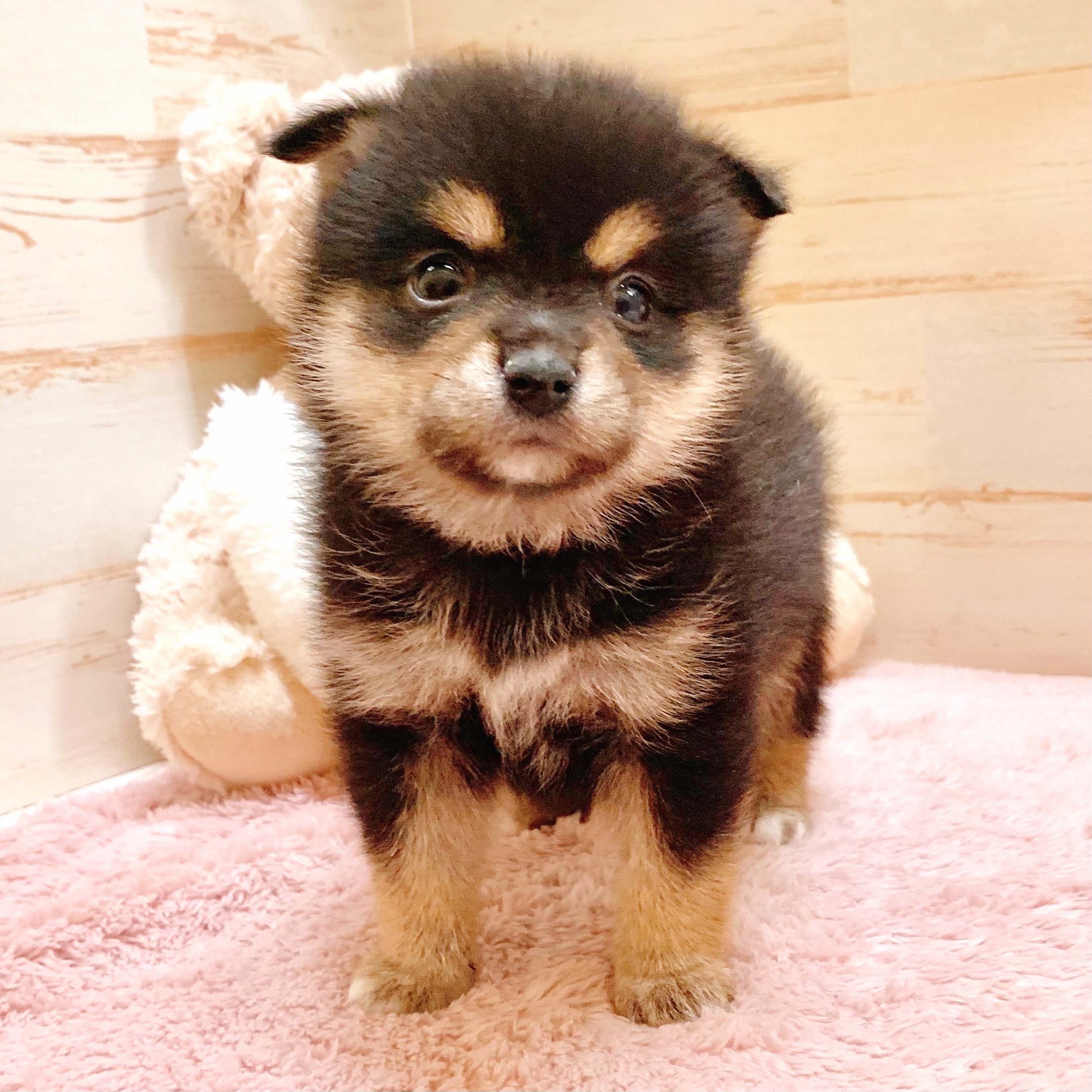 兵庫県のポメ柴/豆ポメ/ポメ豆柴(ポメラニアン×柴犬) (犬の家＆猫の里神戸店/2025年8月31日生まれ/女の子/ブラックタン)の子犬の1枚目の画像