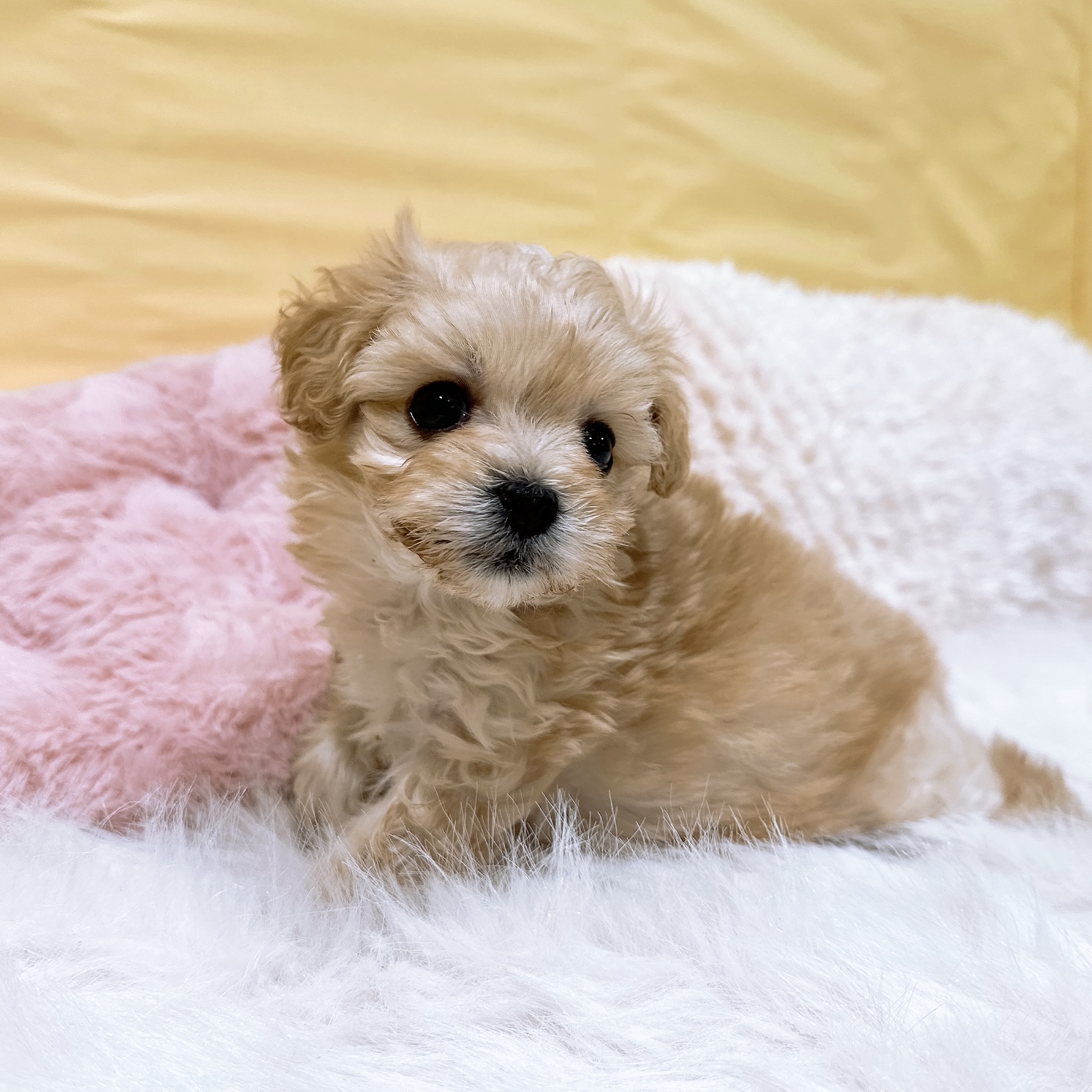 神奈川県のマルプー(マルチーズ×プードル) (犬の家＆猫の里元住吉ブレーメン通り店/2026年2月9日生まれ/女の子/アプリコット)の子犬の2枚目の画像